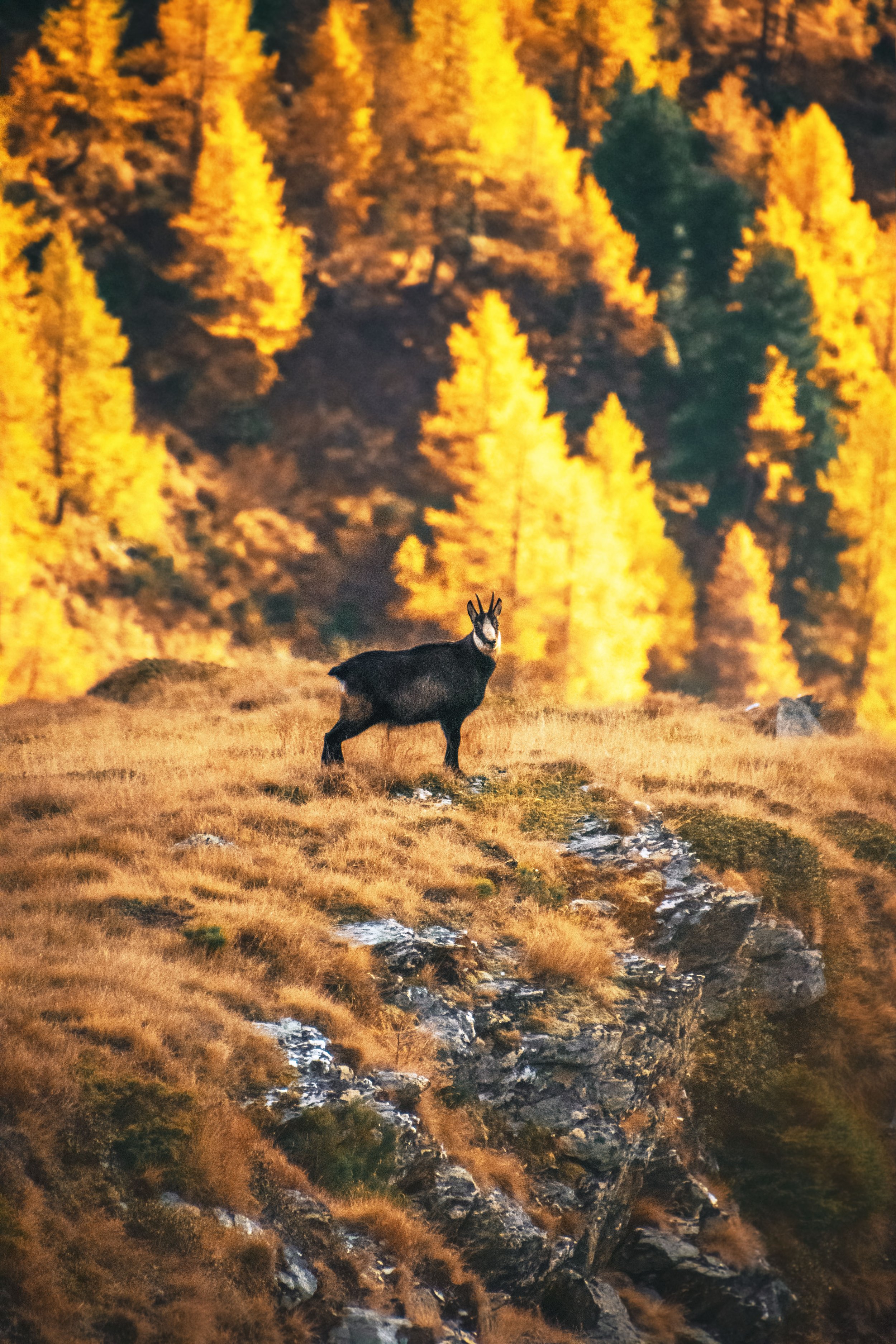 _DSC0098-Bearbeitet Kopie.jpg