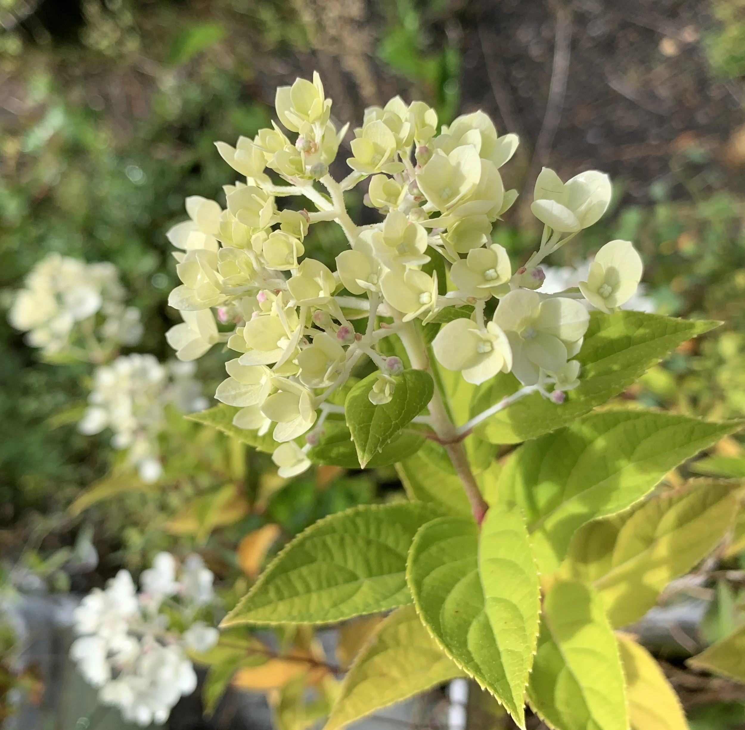 IMG_7643 cropped.JPG