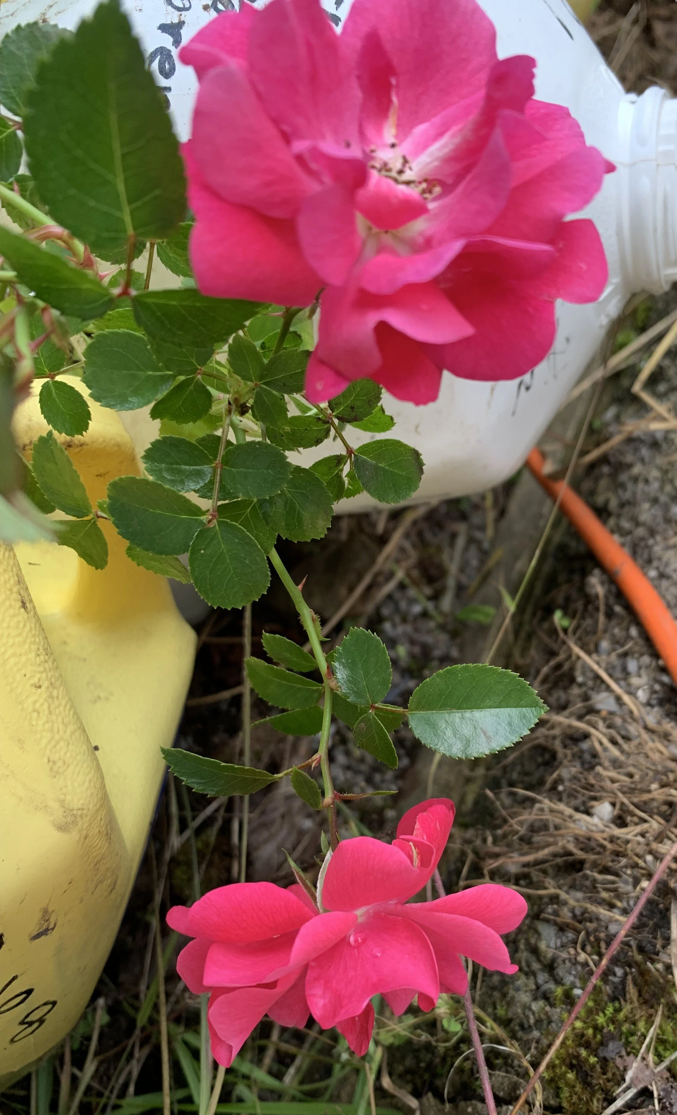 IMG_5932 cropped.JPG