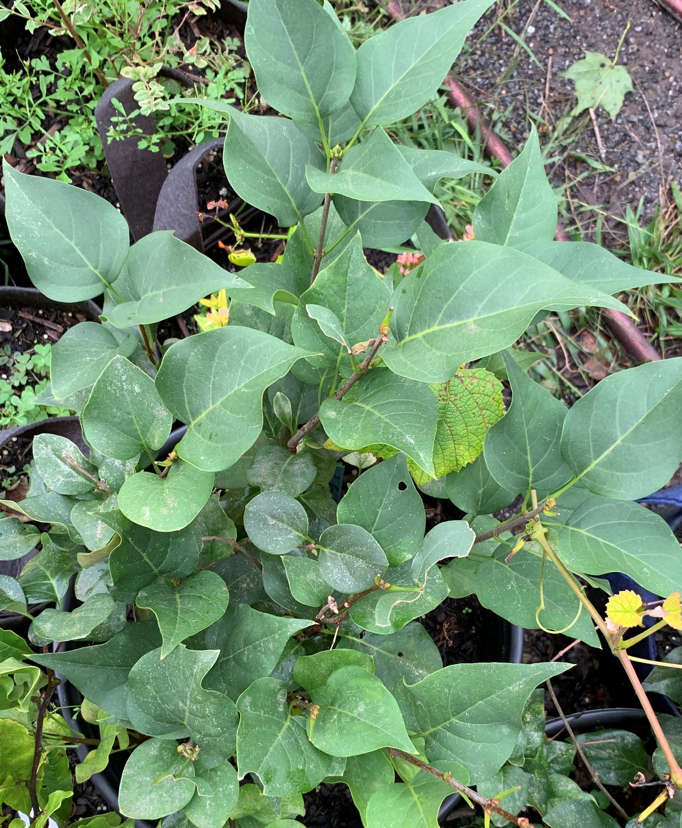 Syringa 'Declaration' - Early Lavender Lilac