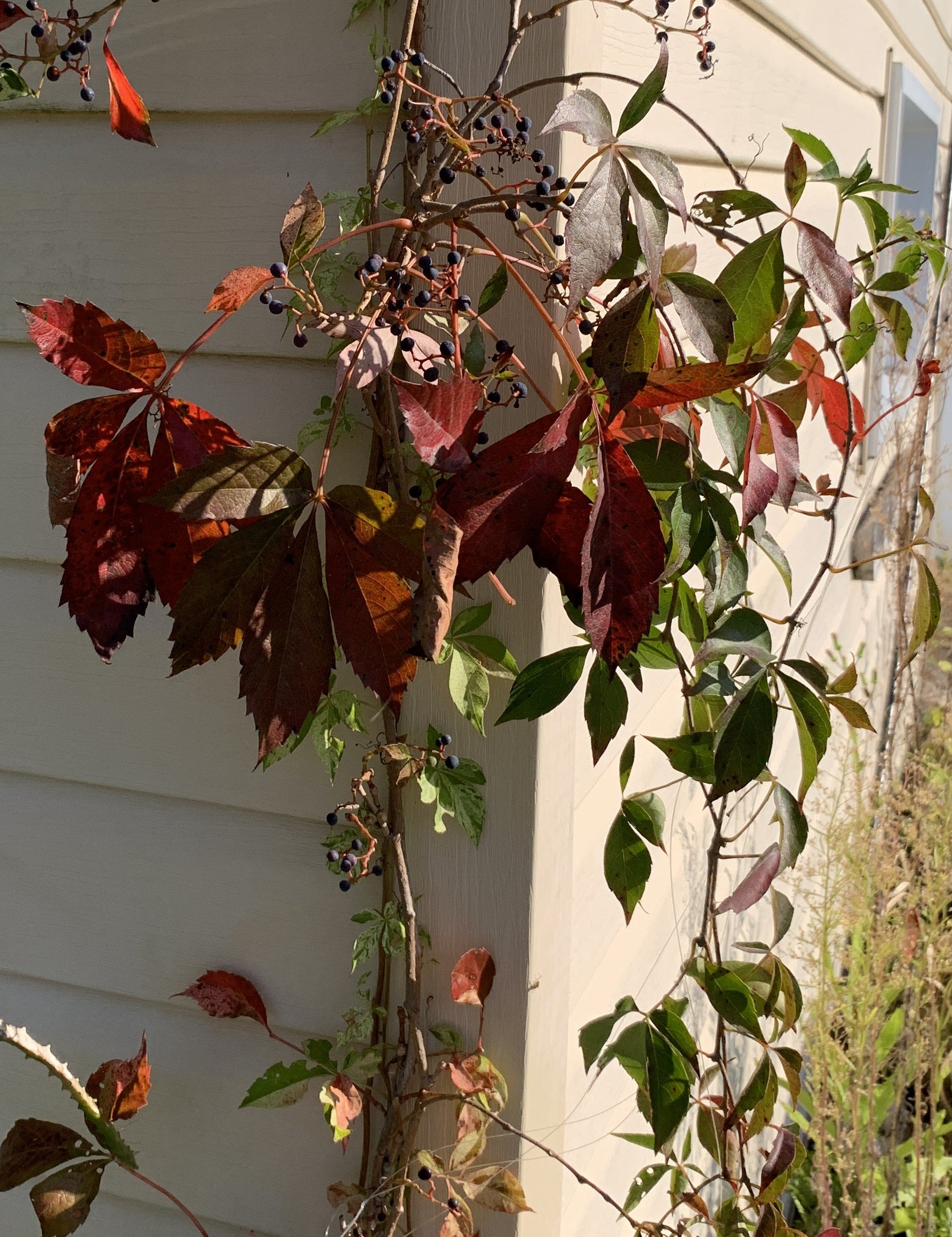 IMG_7825 cropped.JPG