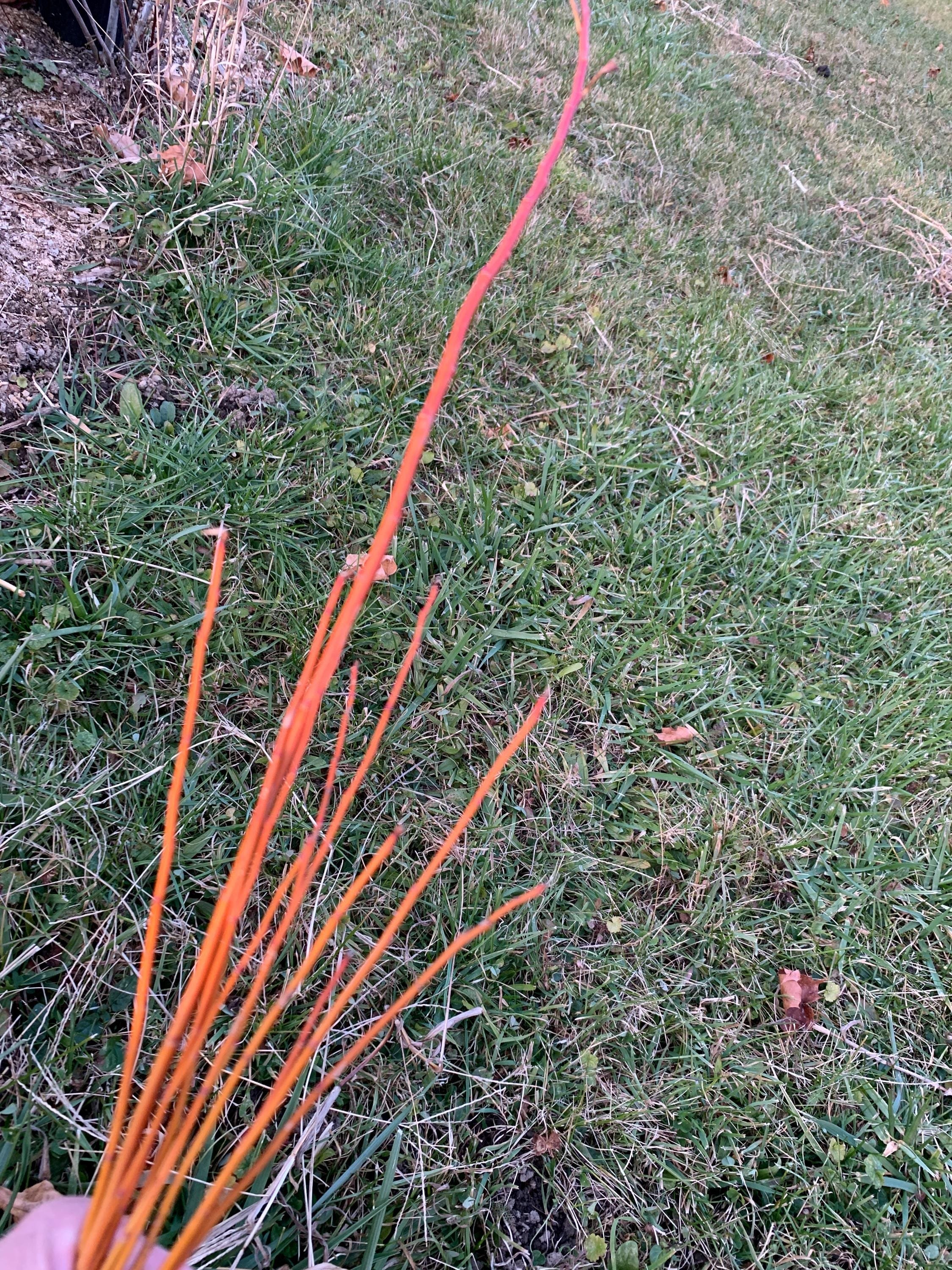 https://i.etsystatic.com/22928147/r/il/06906f/6492179655/il_fullxfull.6492179655_dwl6.jpg