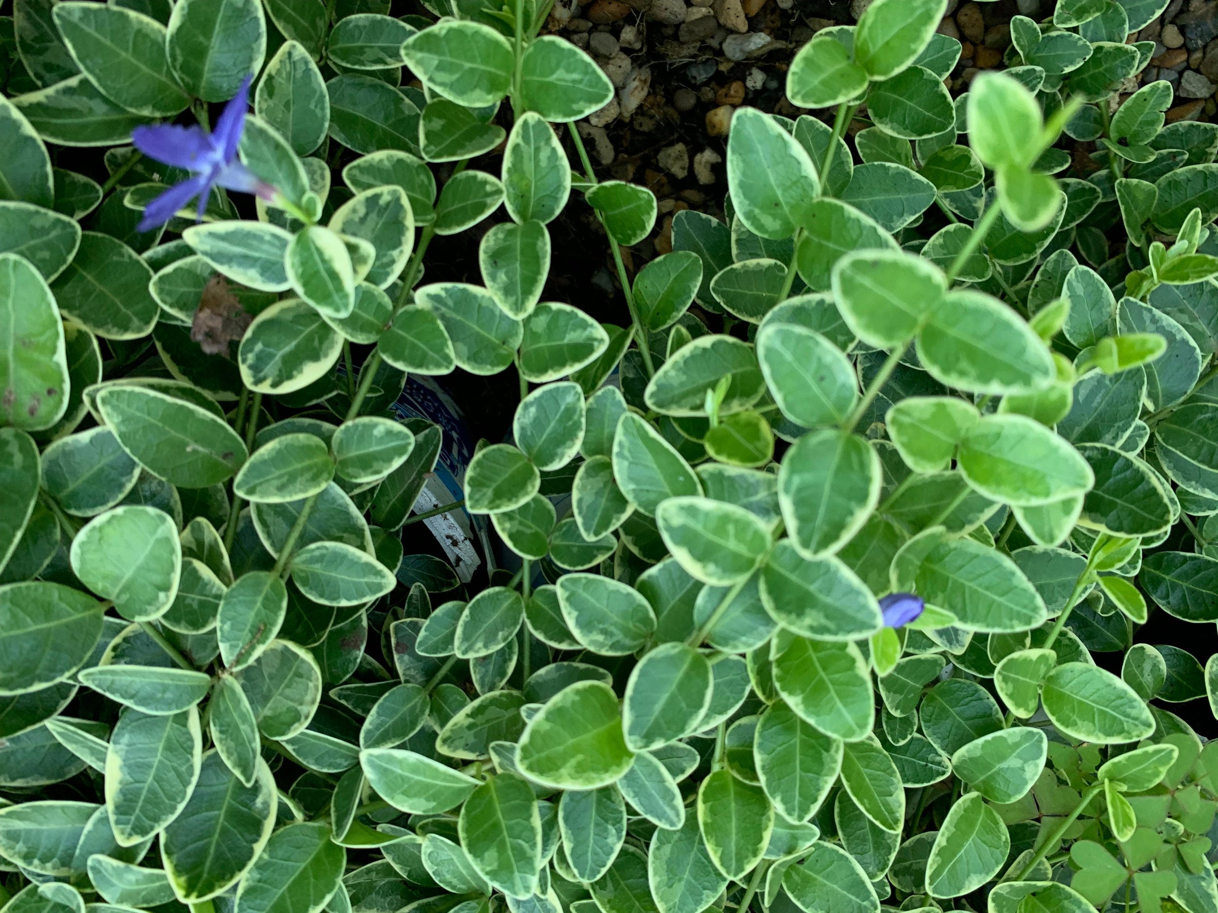 https://i.etsystatic.com/22928147/r/il/68c750/3470904626/il_fullxfull.3470904626_i1l3.jpg