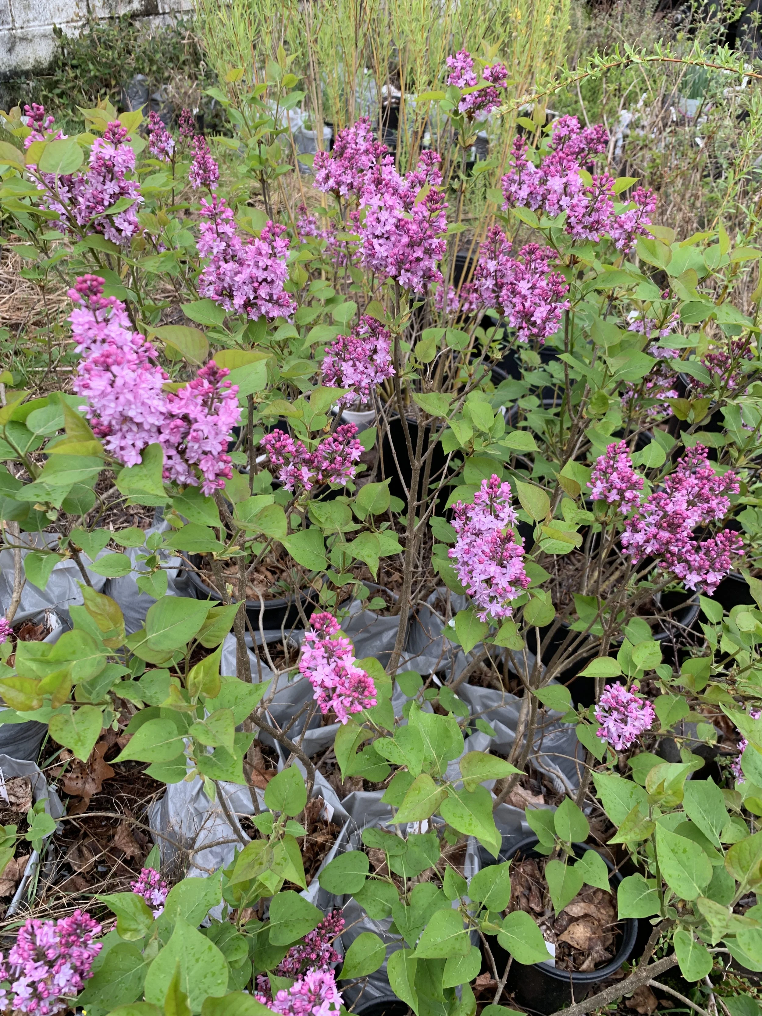 Lilacs!