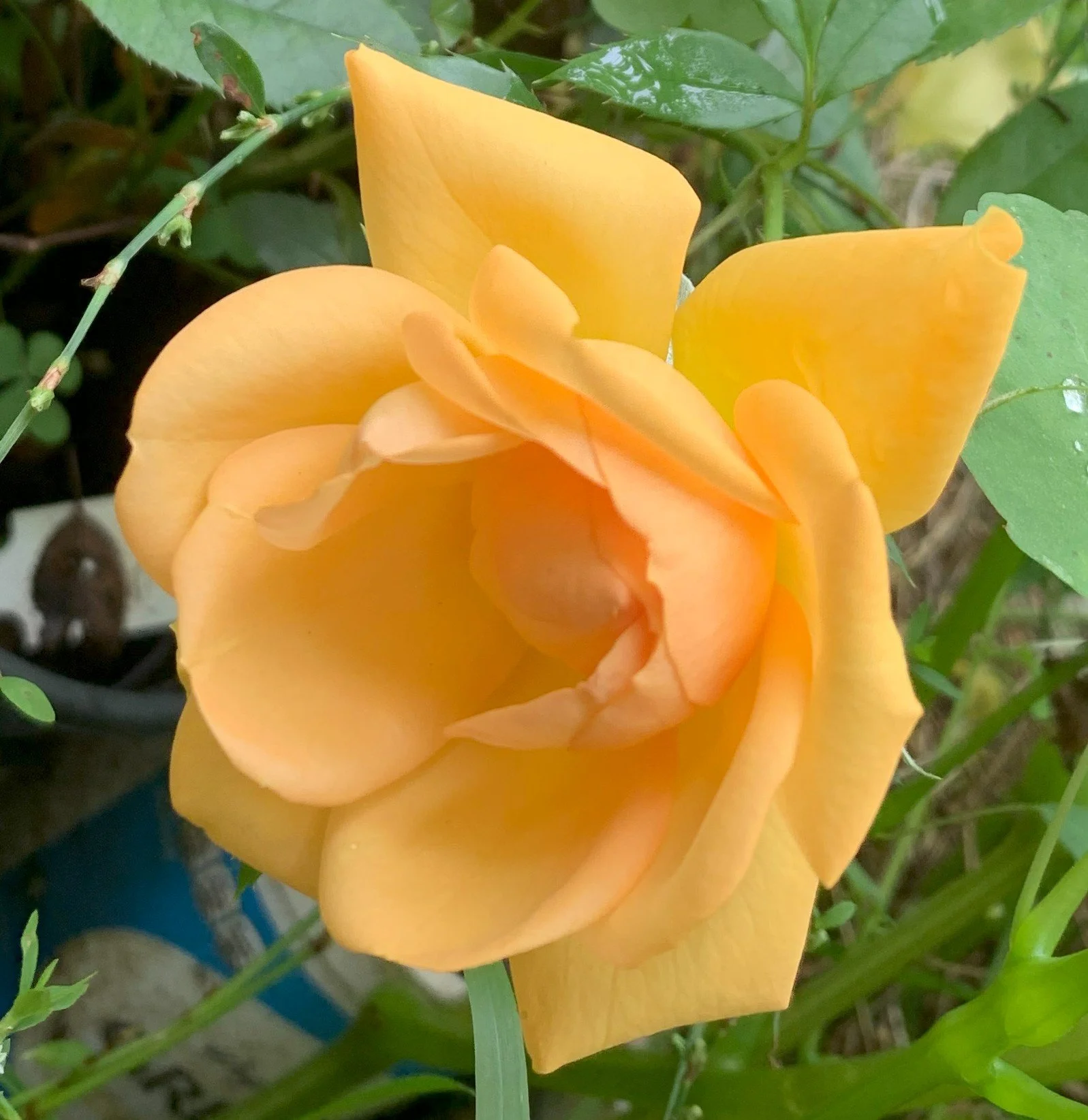 South Africa Sunbelt