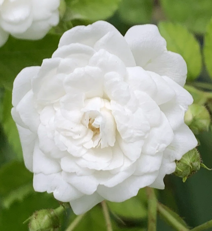 Patsy Gerling Cunningham