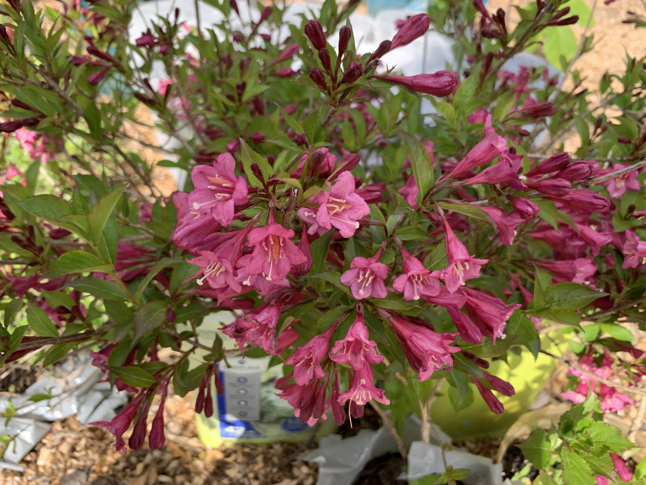 Weigela