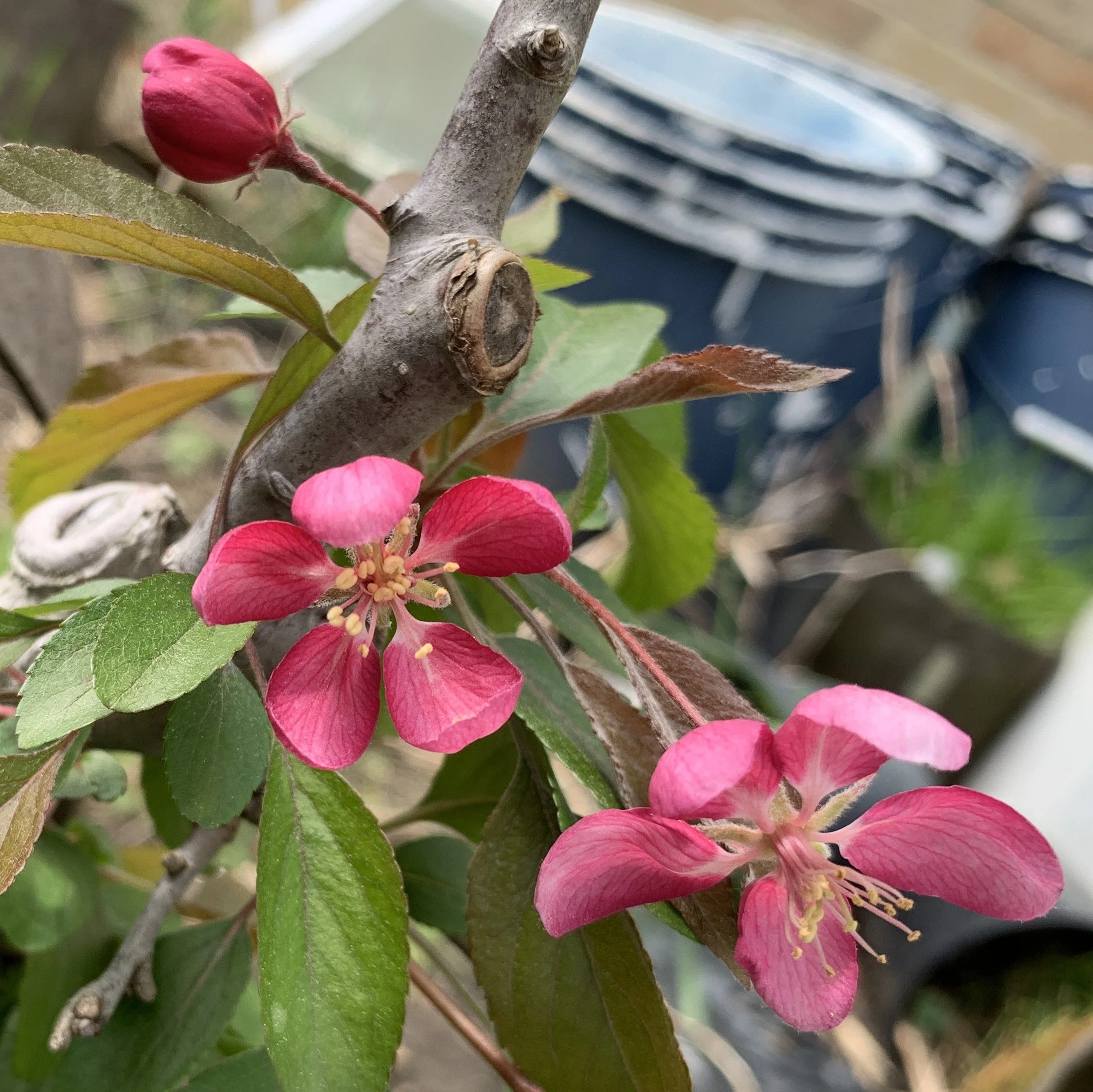 Weeping Candied Apple