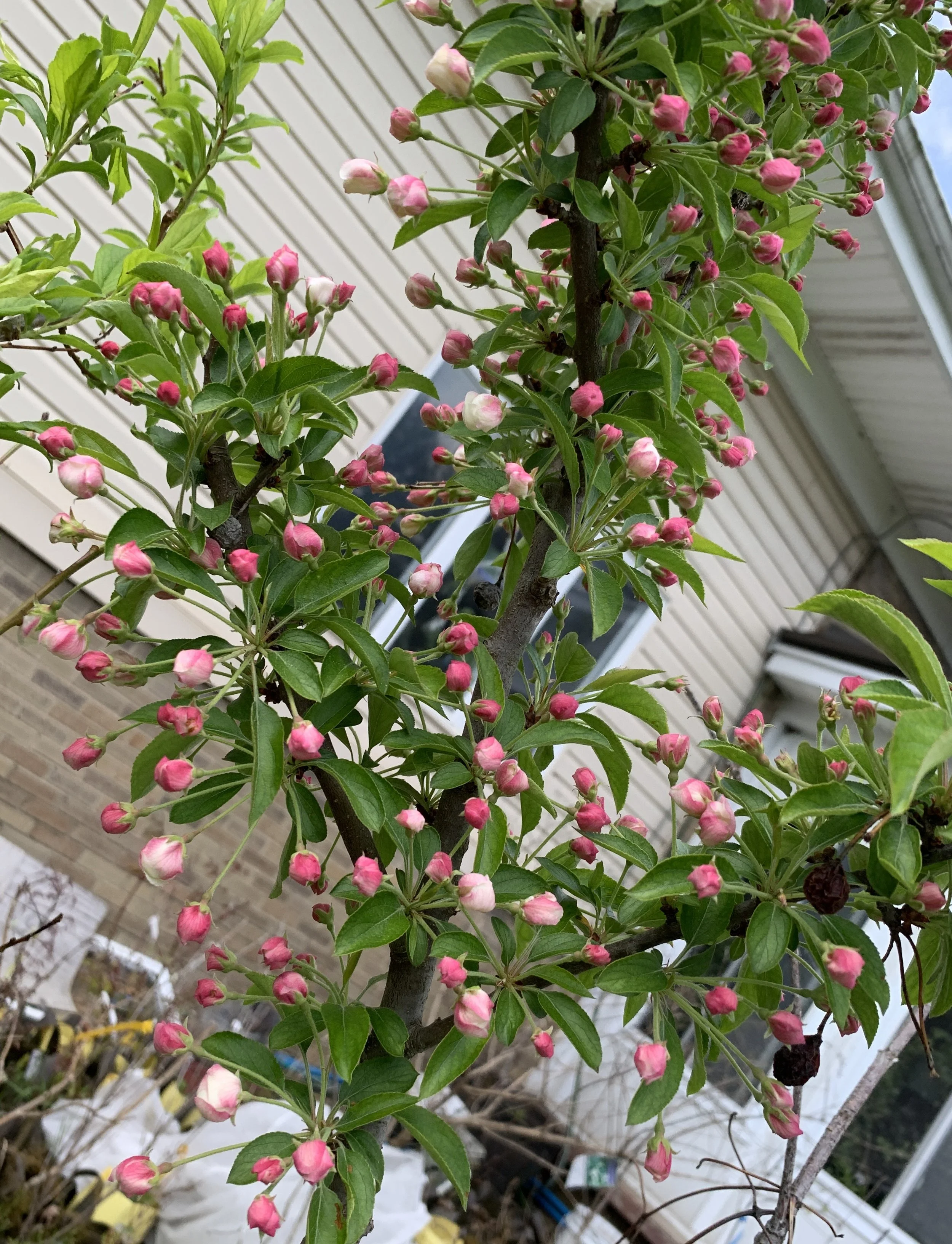 Crabapple &amp; Apple