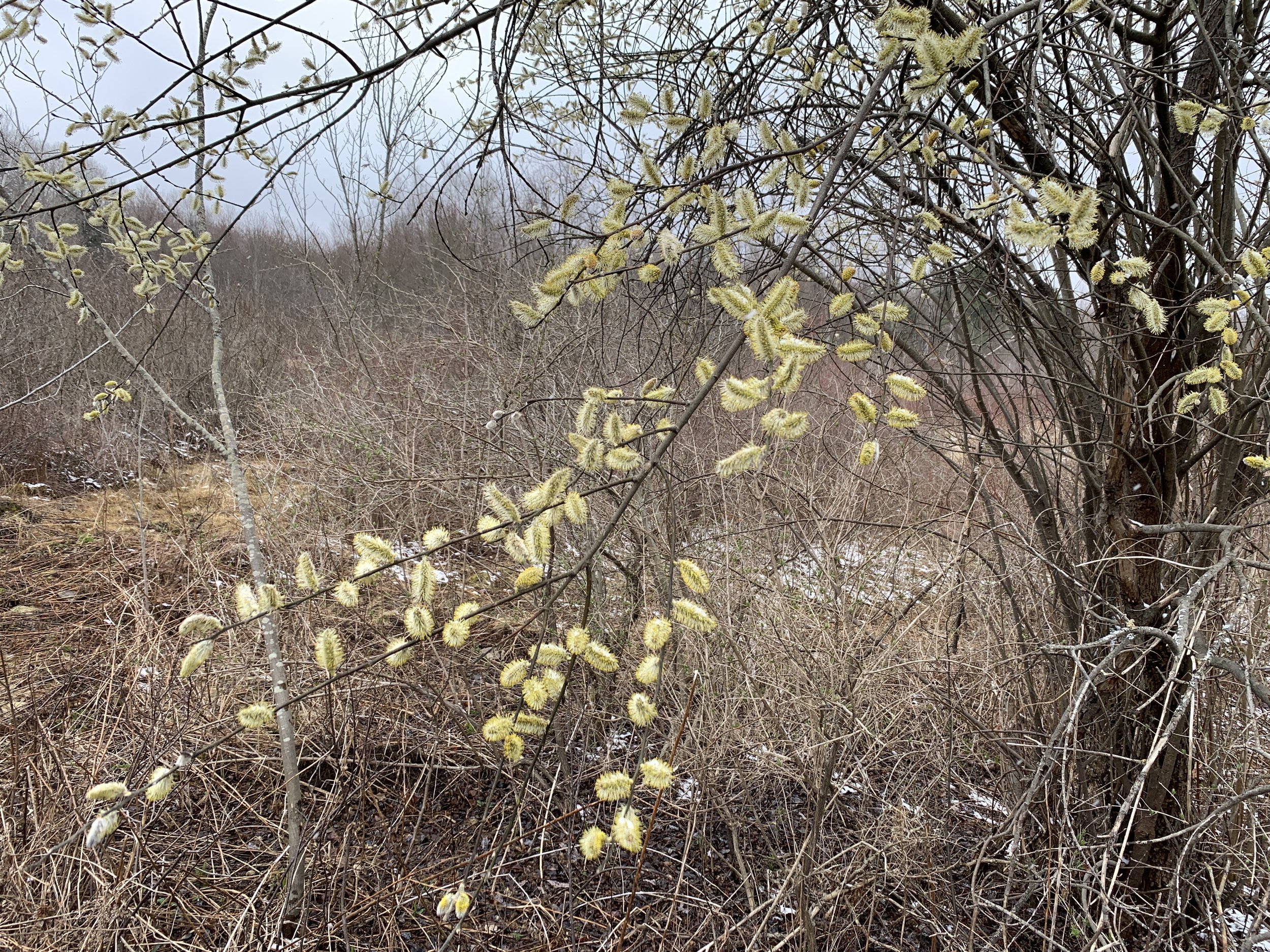 Native pussy willow