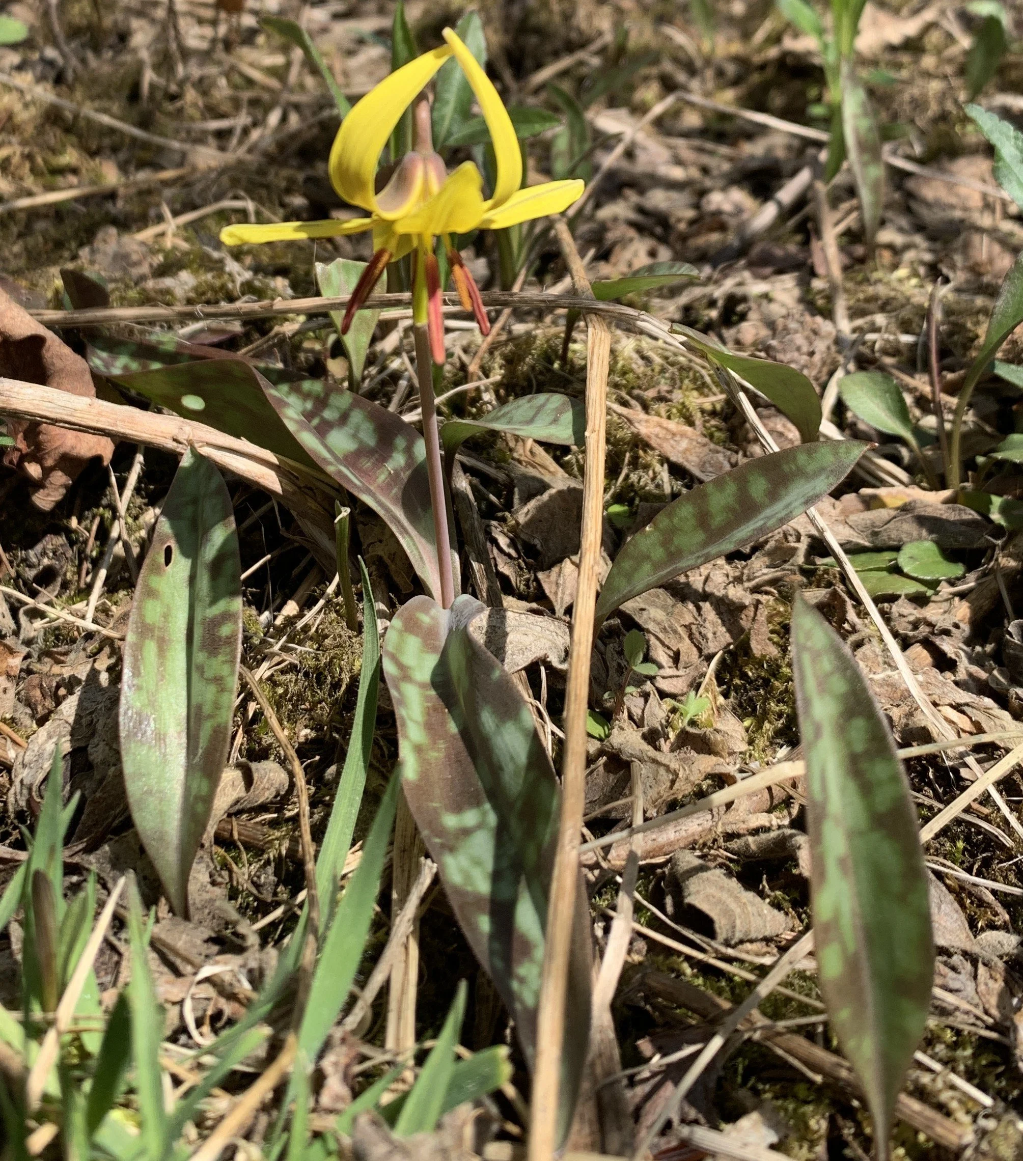 Native Trout Lily