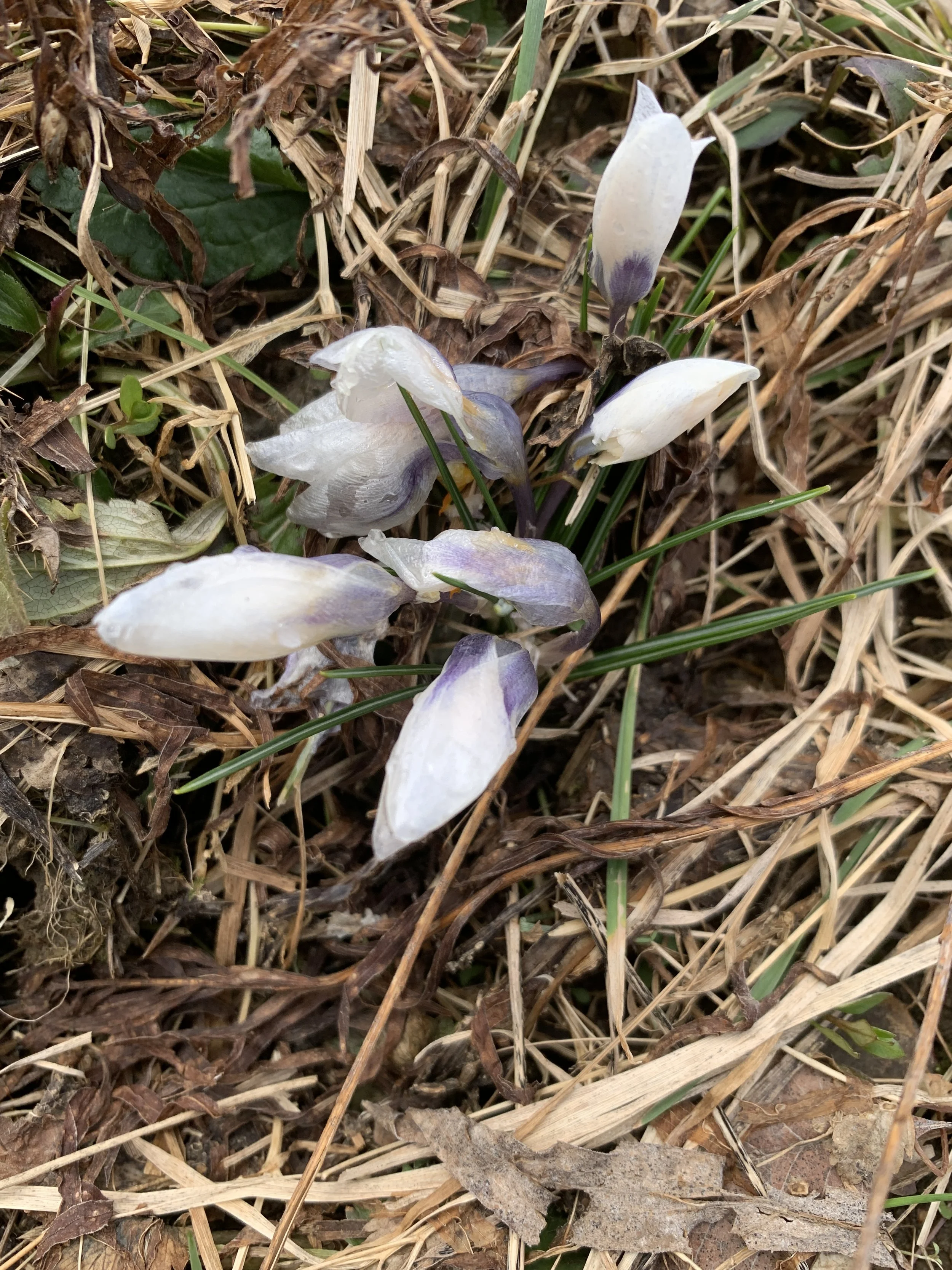 Early Mini Crocus