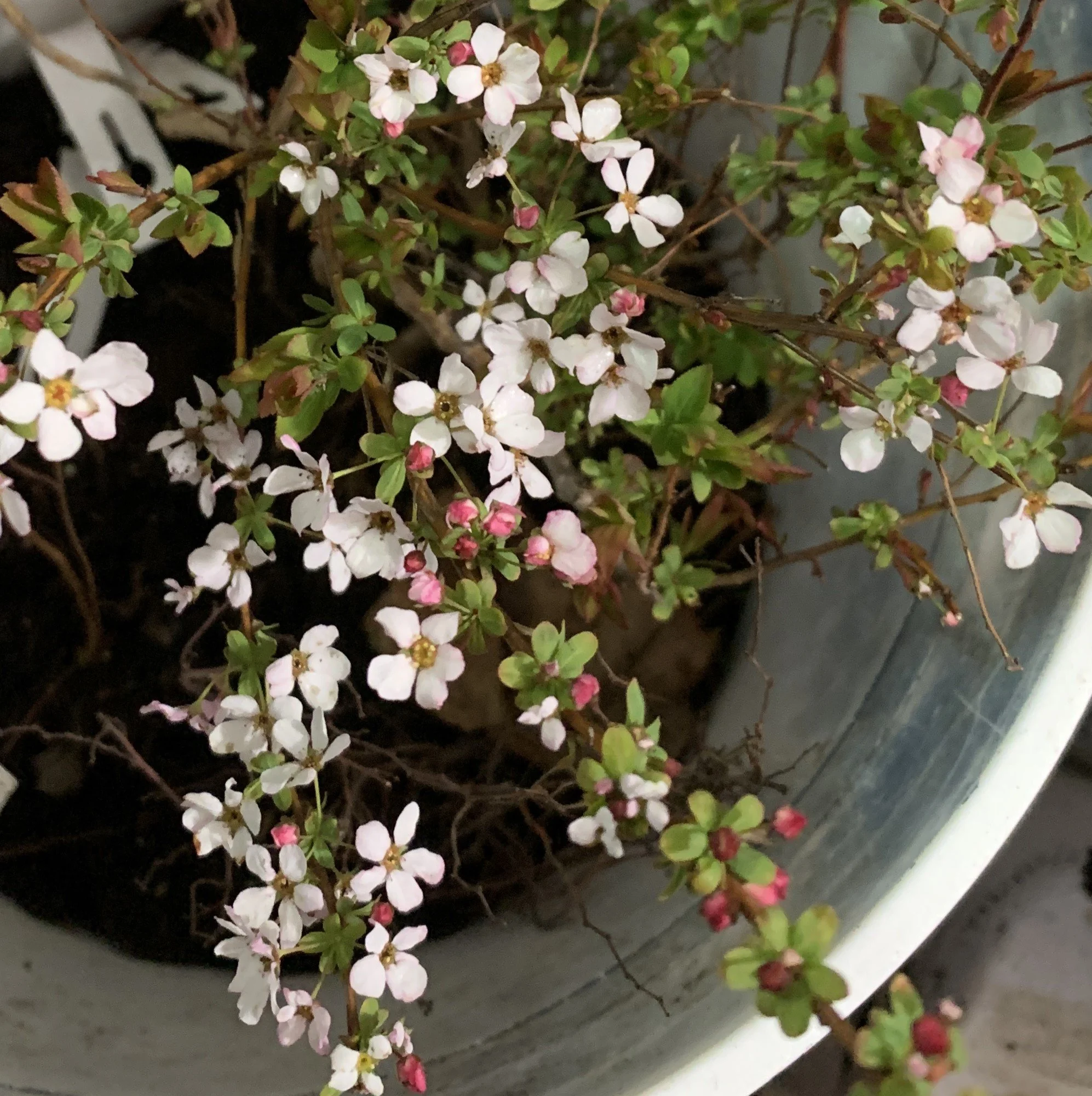 Fujino Pink