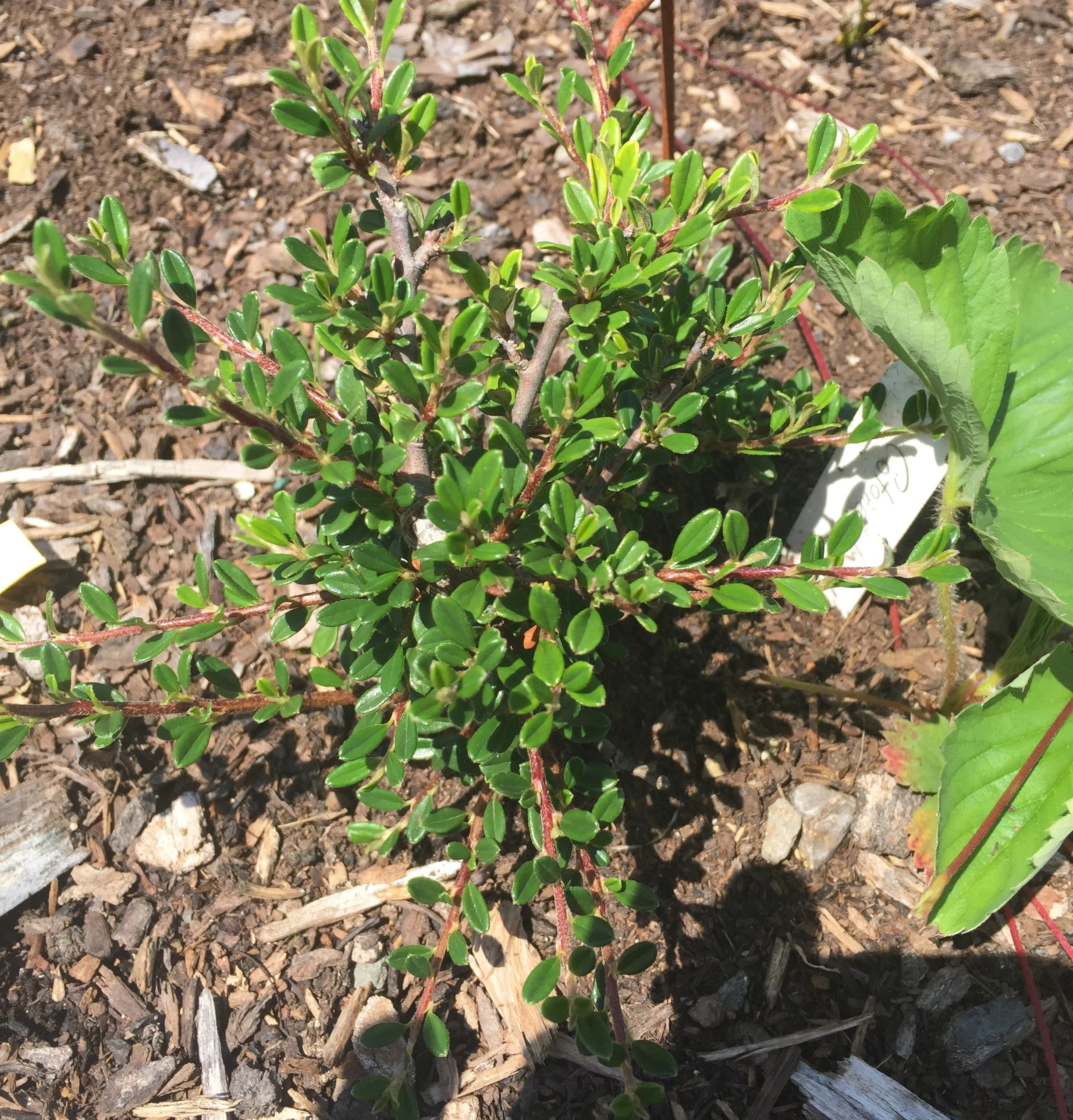 Emerald Spray