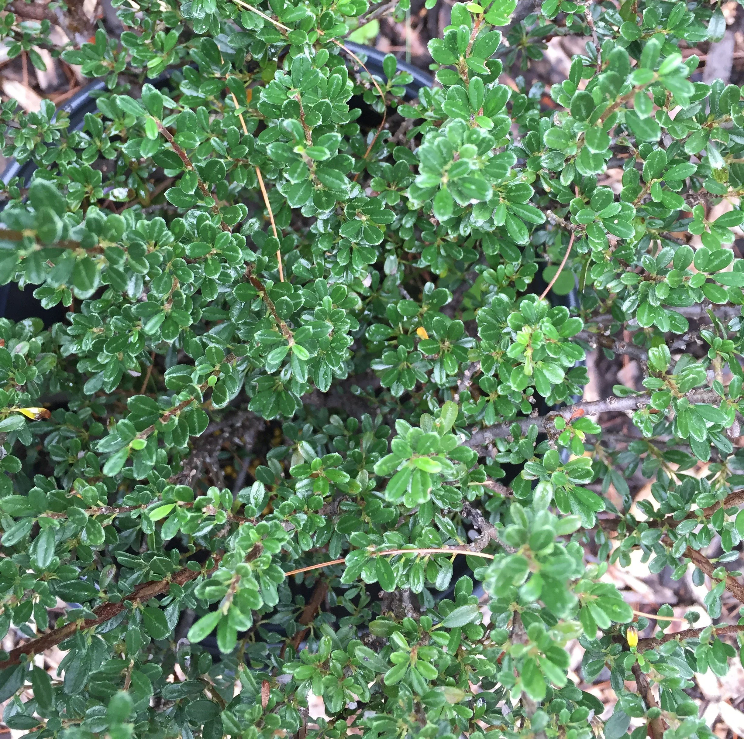 Cotoneaster