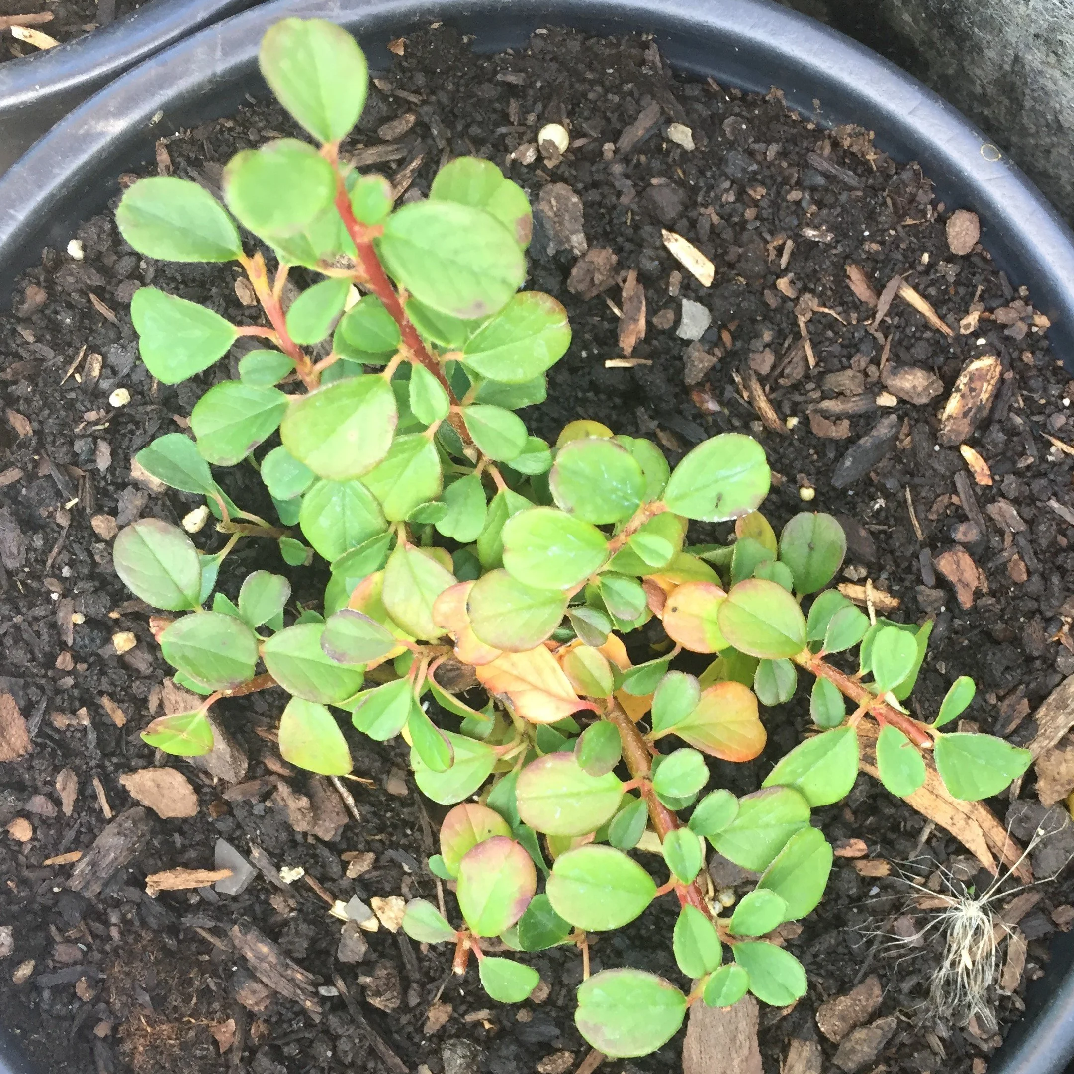 Little Dipper