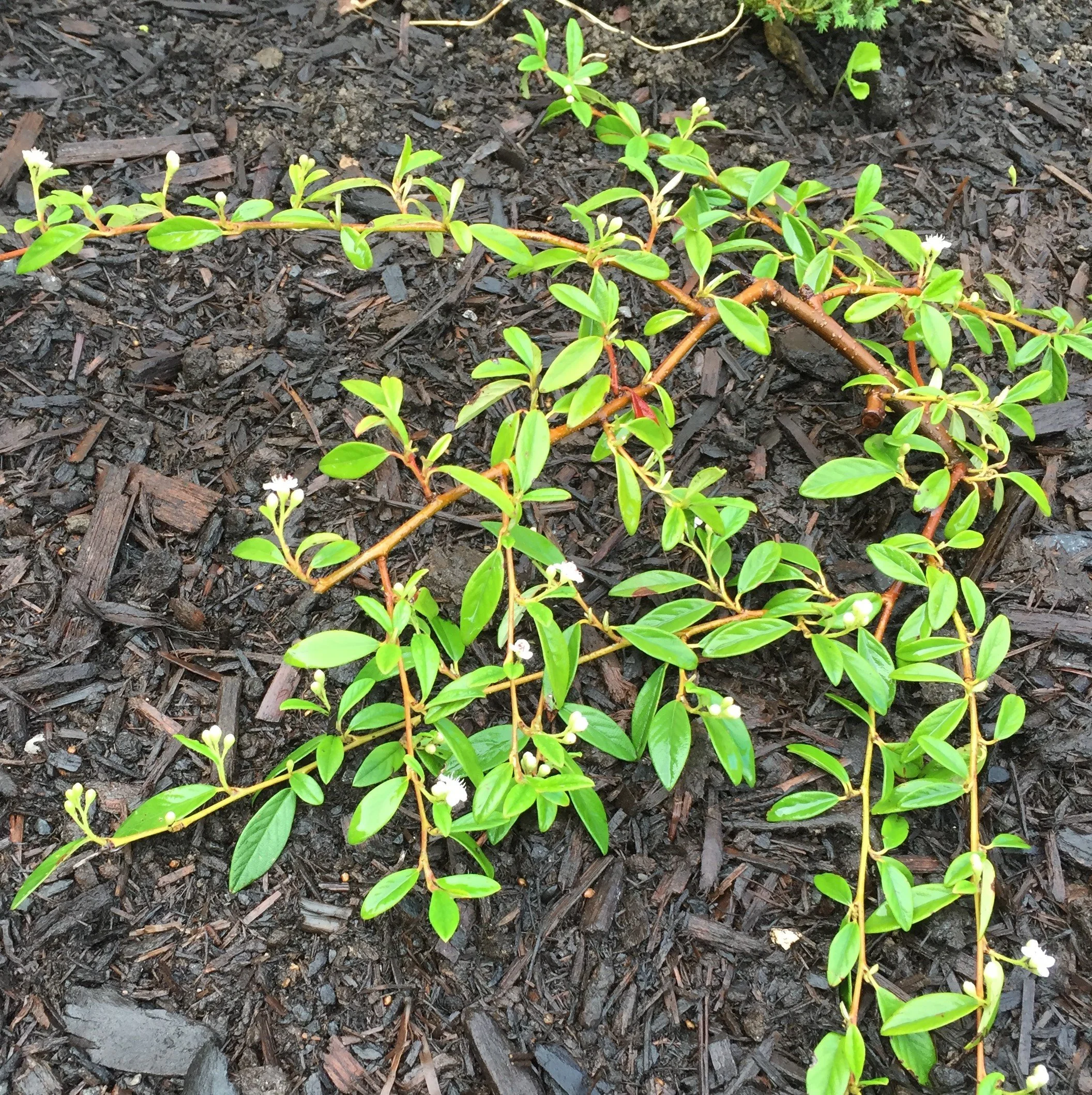 Repens