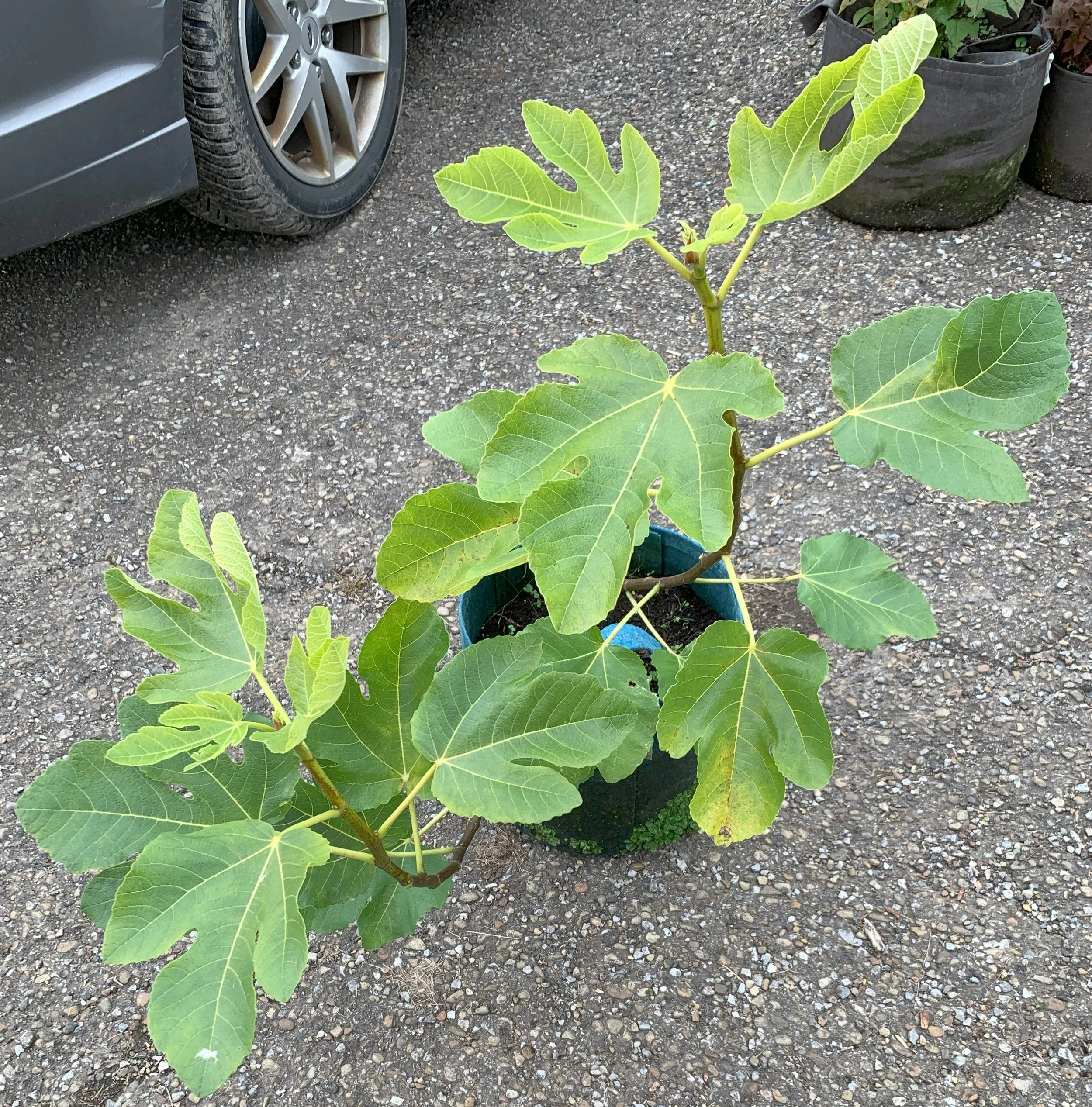 IMG_3321 cropped.jpg