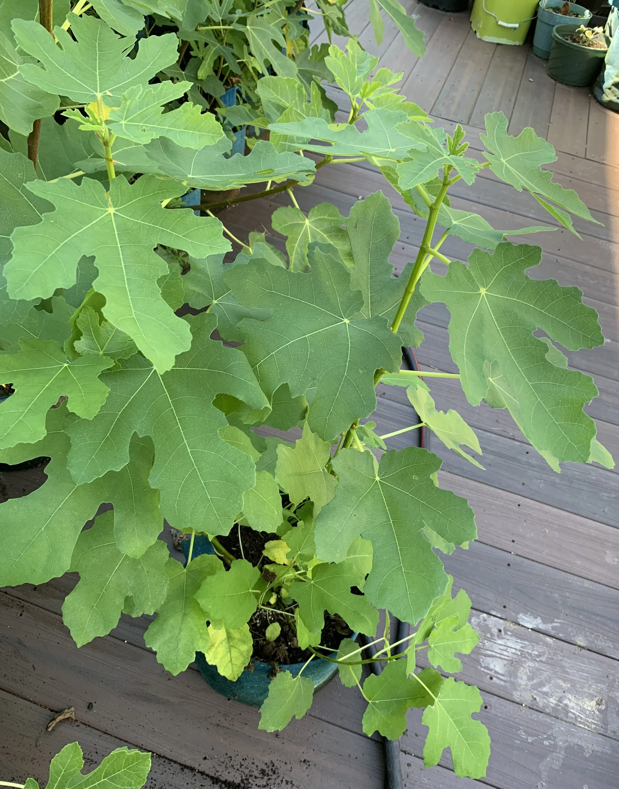 IMG_5697 cropped.JPG