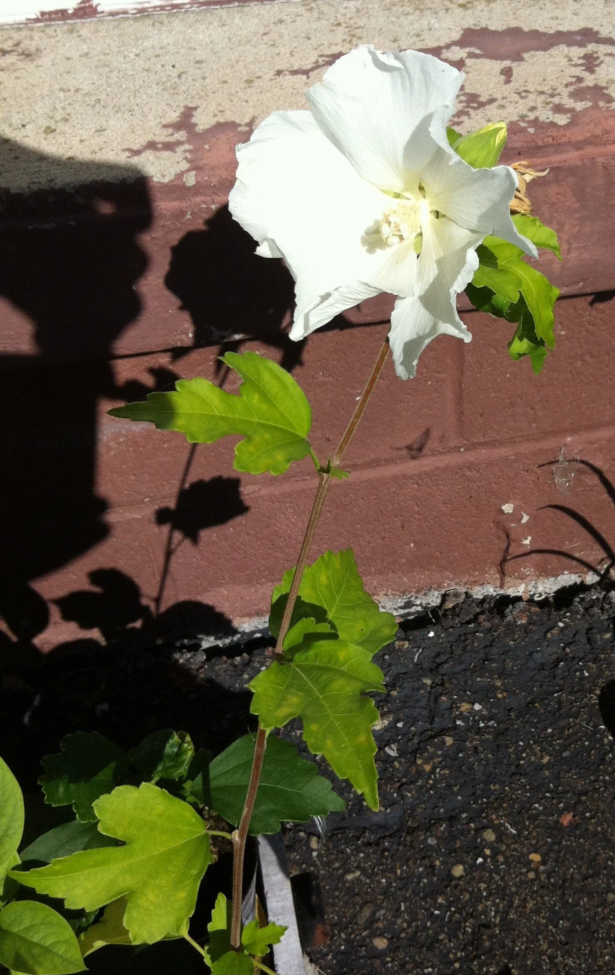 IMG_0103 cropped.jpg