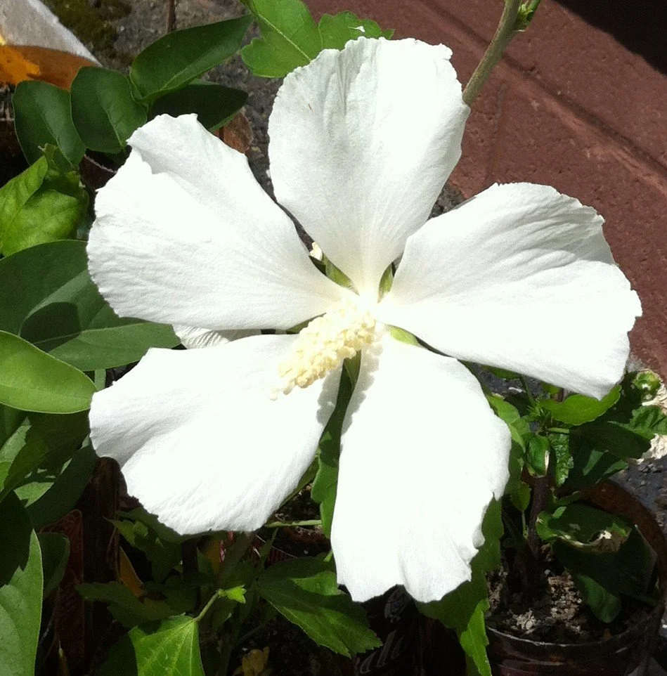 Hibiscus syriacus 'Diana' - Single Pure White Rose of Sharon