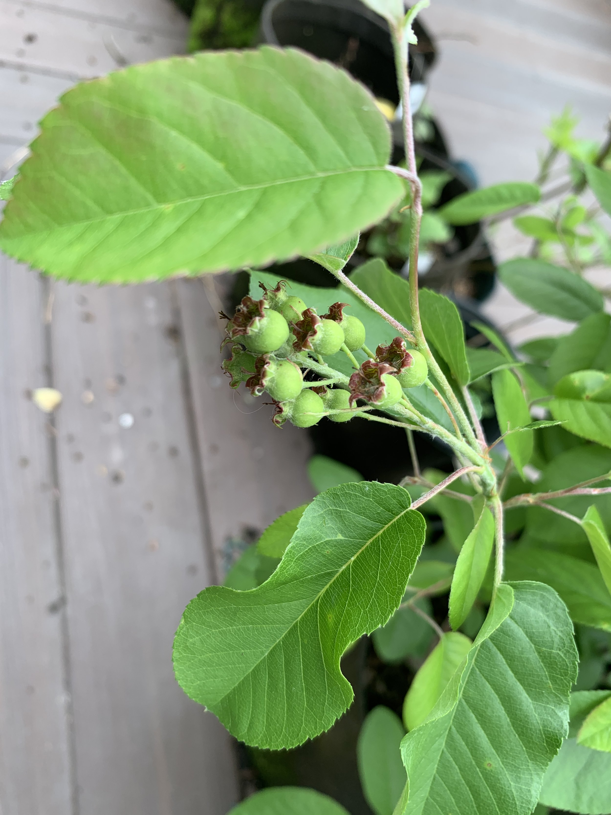 Amelanchier alnifolia 'Regent' - Shrubby Serviceberry