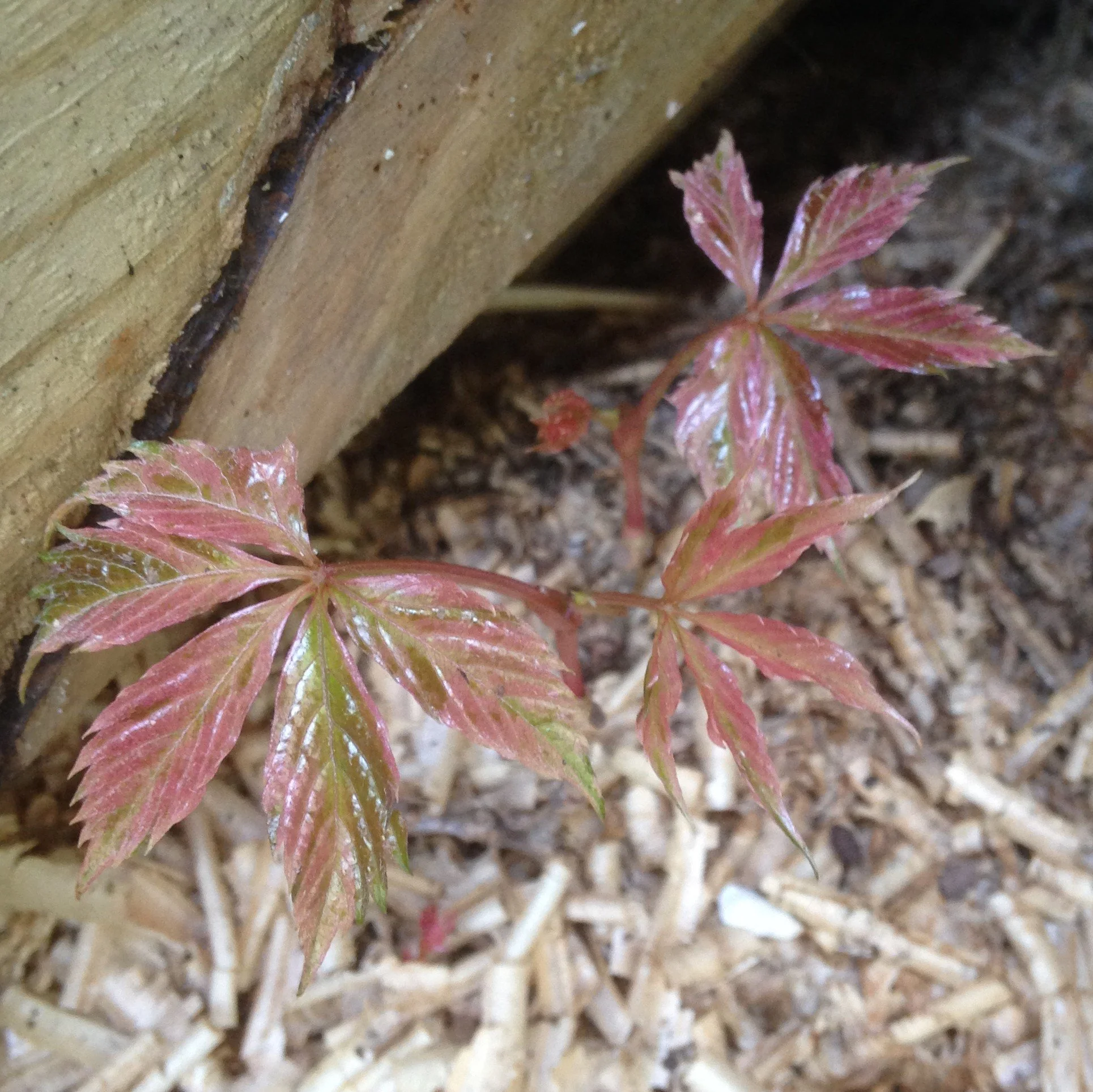 IMG_0404 cropped.JPG