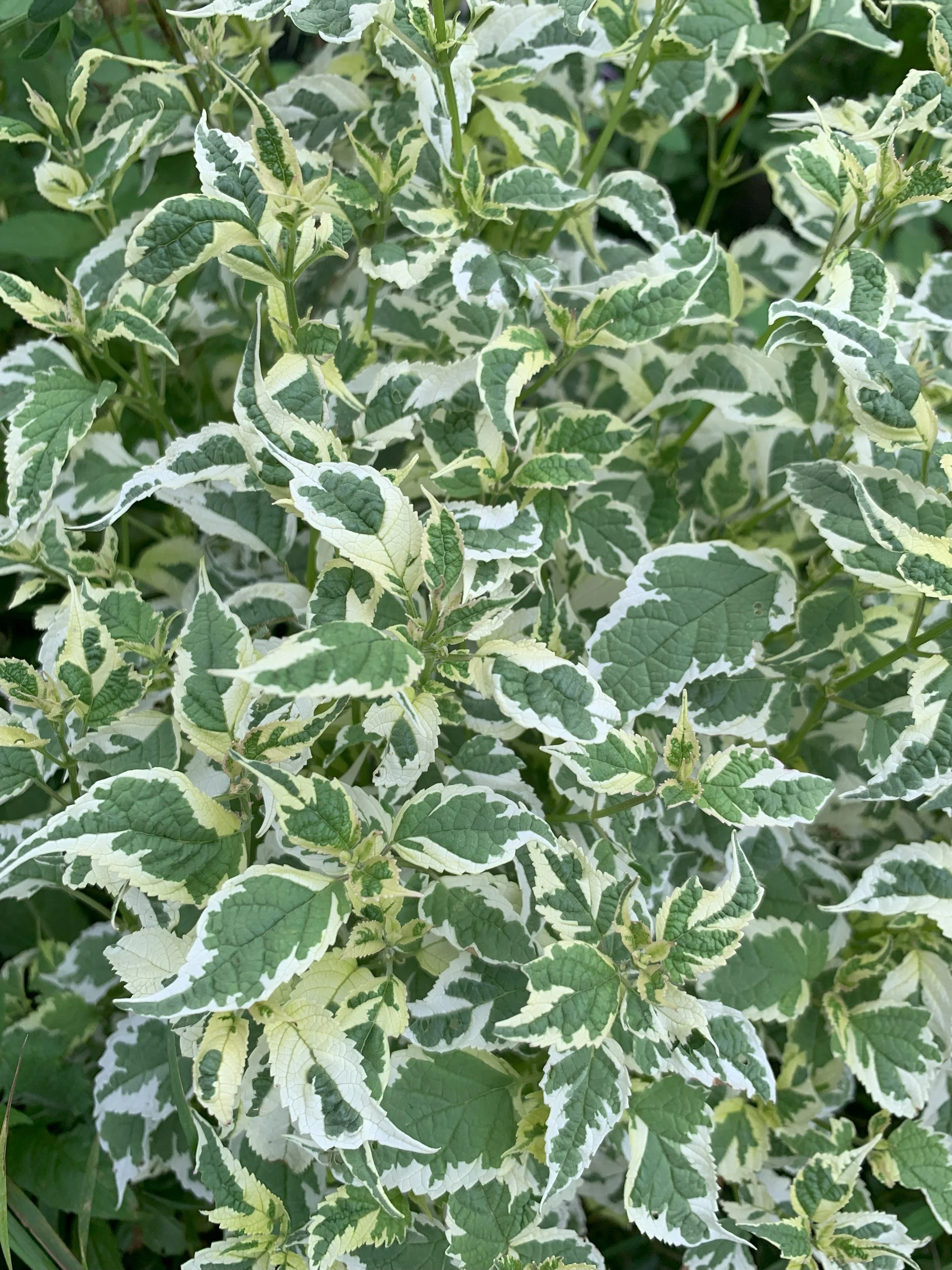 Caryopteris 'Snow Fairy' - Variegated Bluebeard