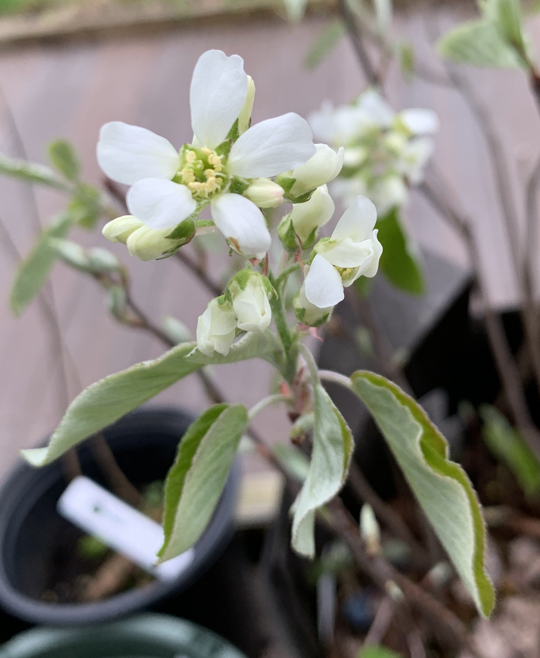 IMG_4278 cropped.JPG