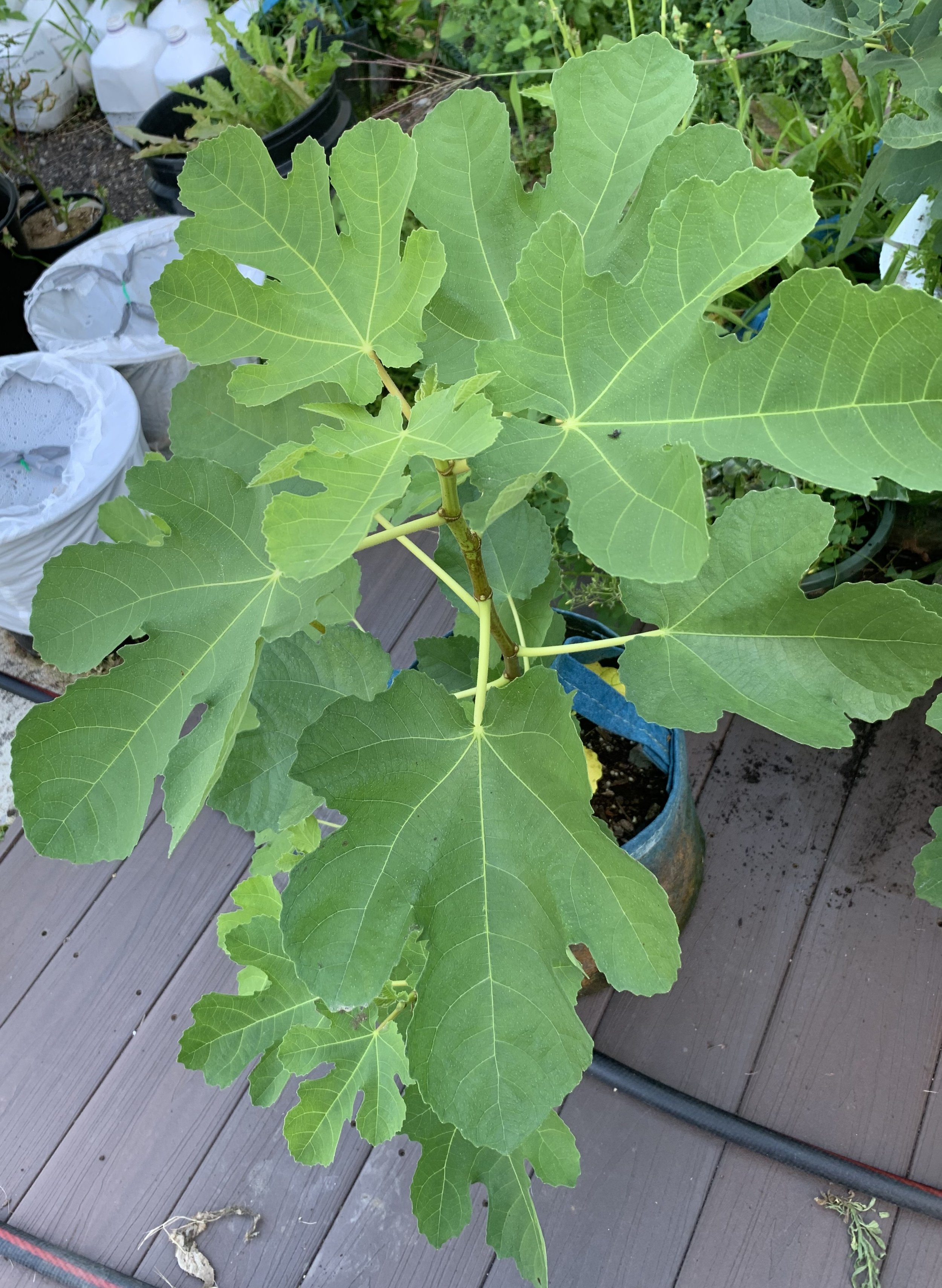 IMG_5670 cropped.JPG