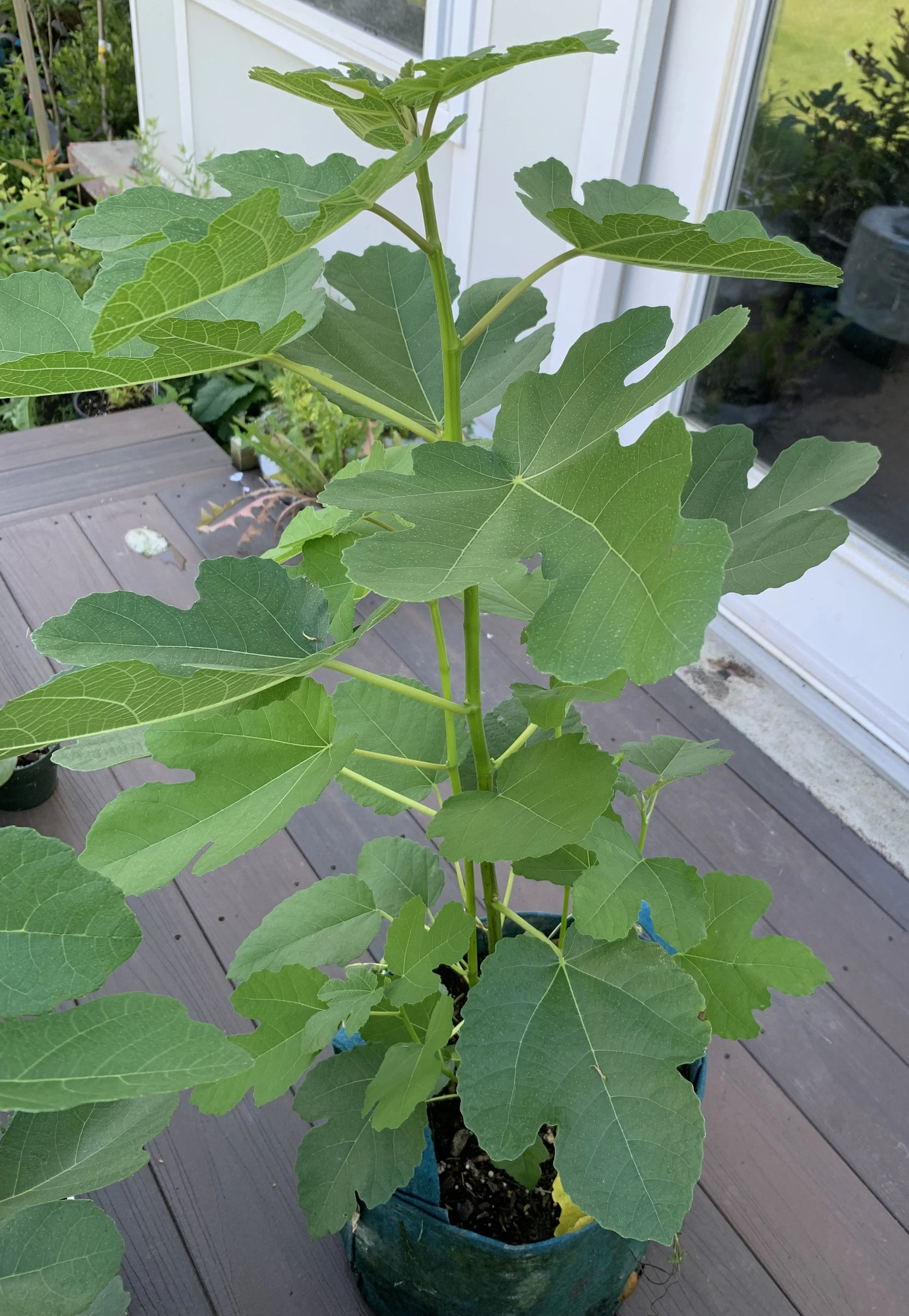 IMG_5759 cropped.JPG