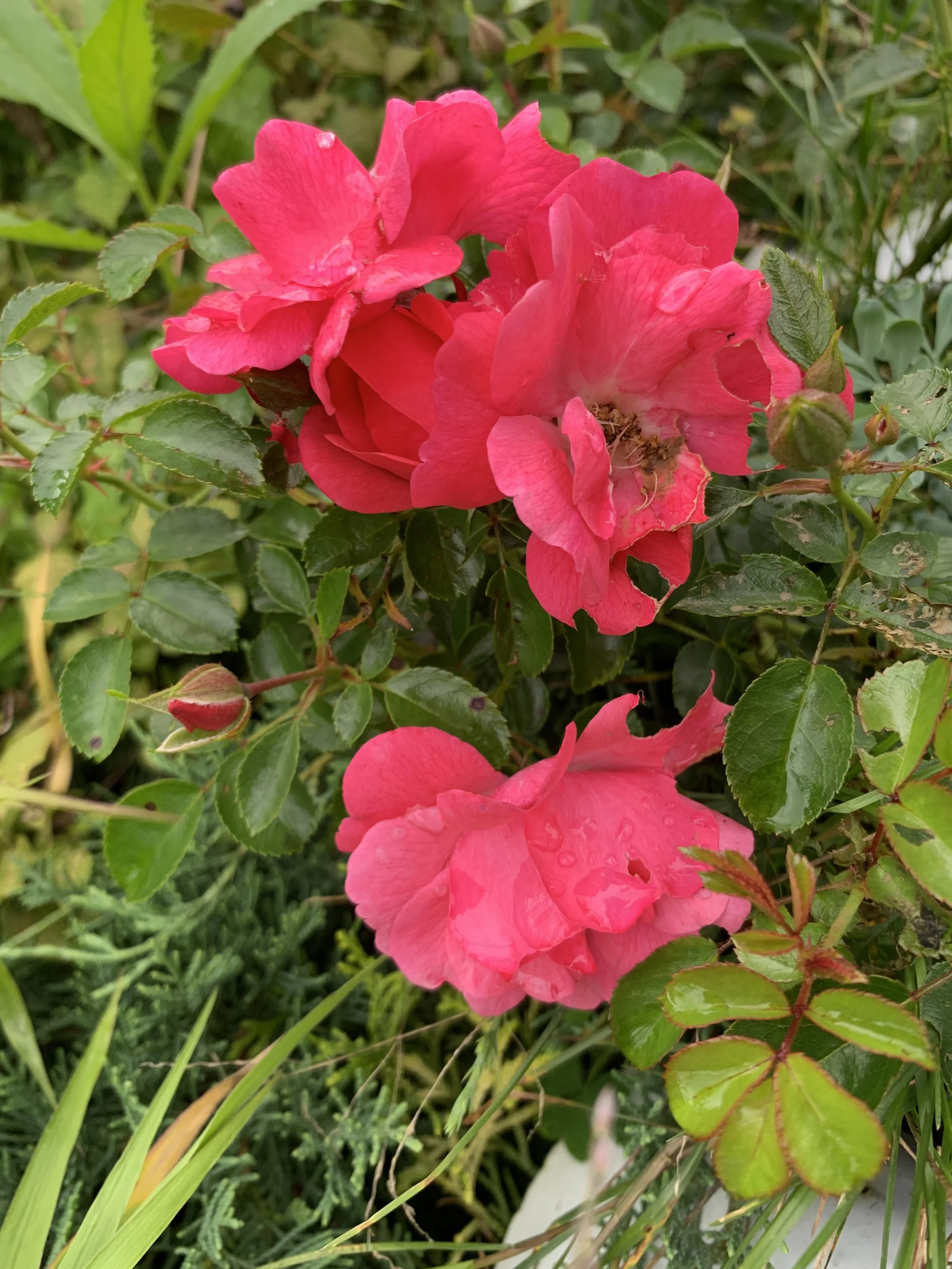 IMG_0435.JPG