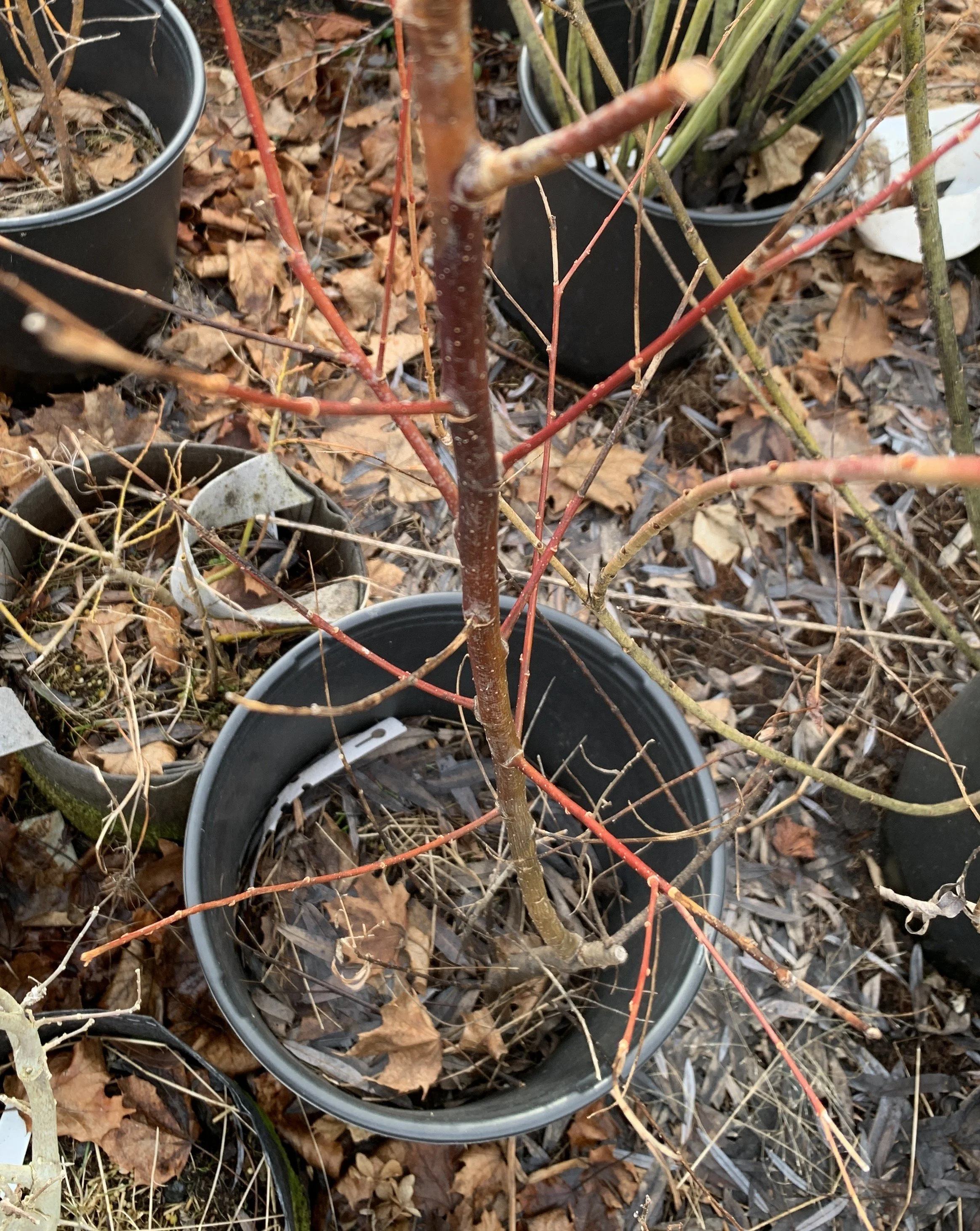 IMG_3169 cropped.JPG