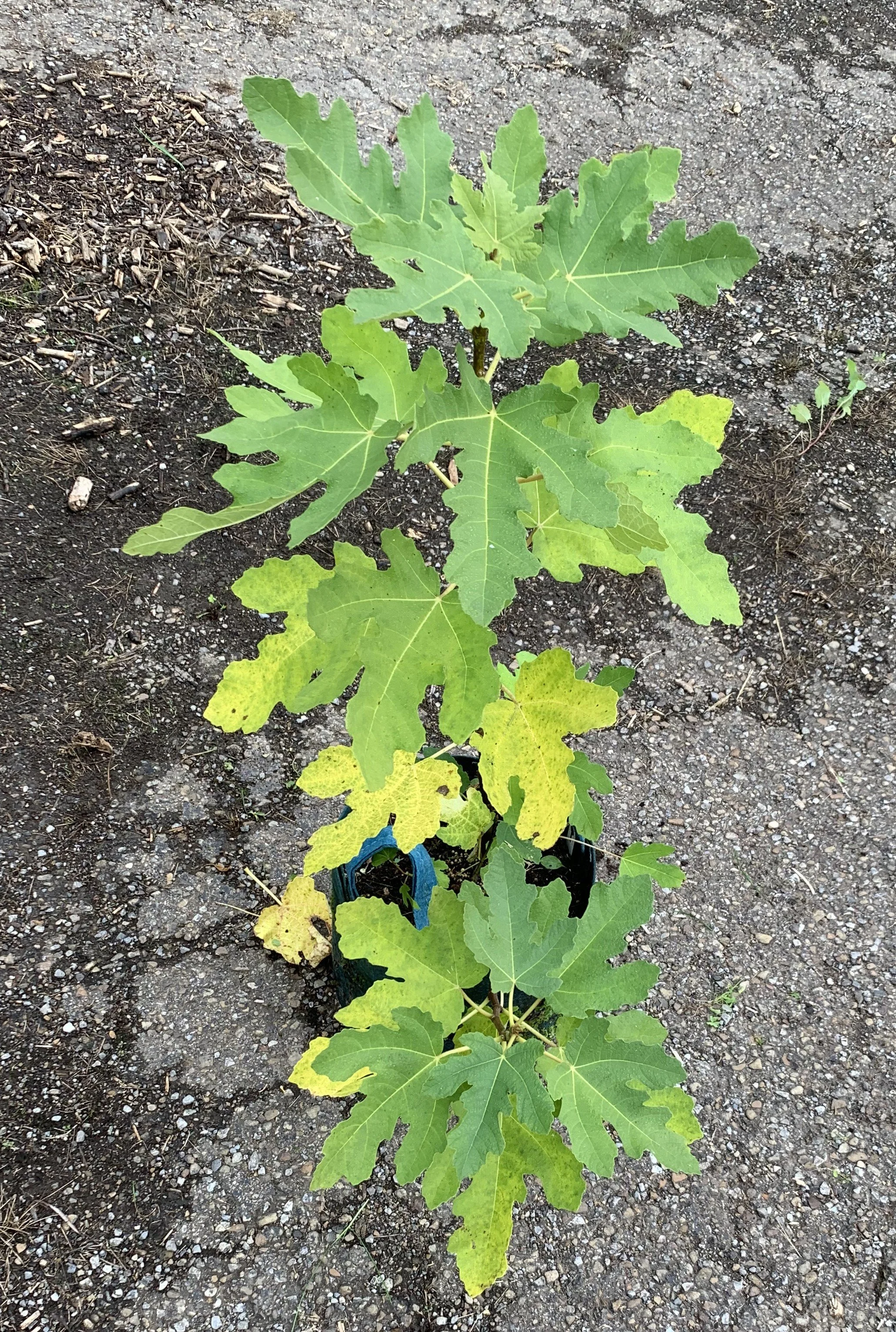 IMG_3387 cropped.JPG