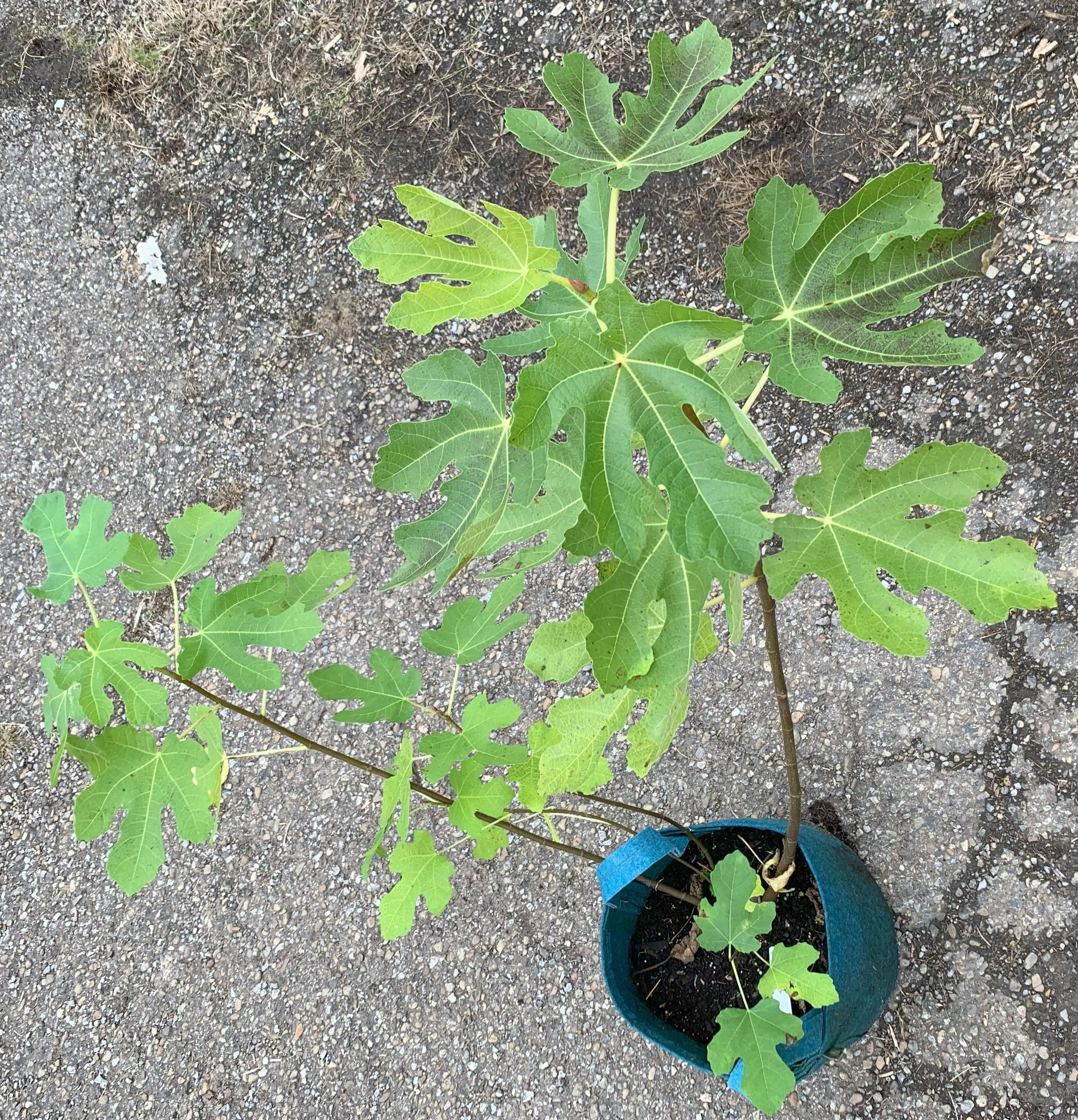 IMG_3355 cropped.jpg