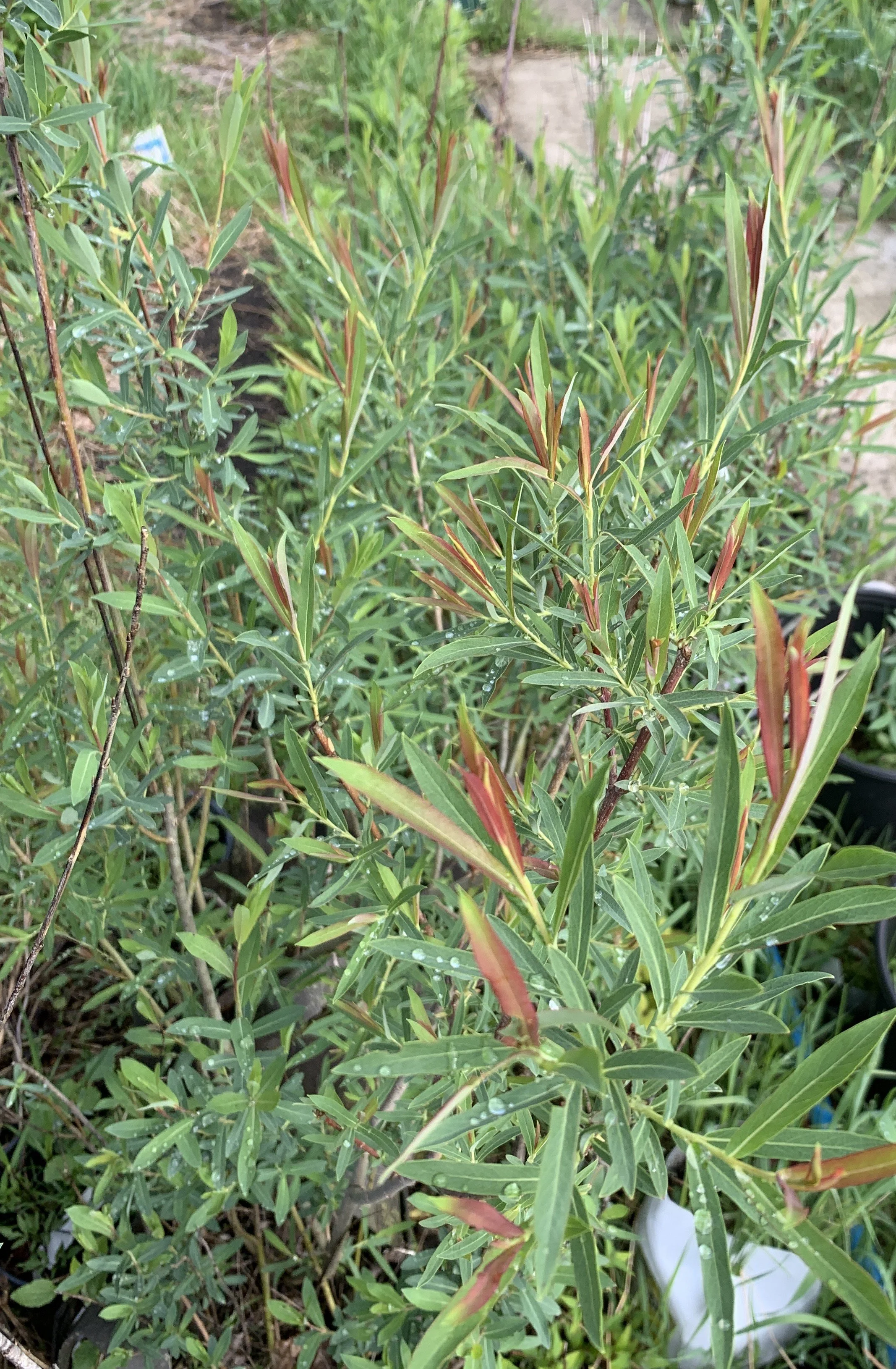 IMG_4585 cropped.JPG