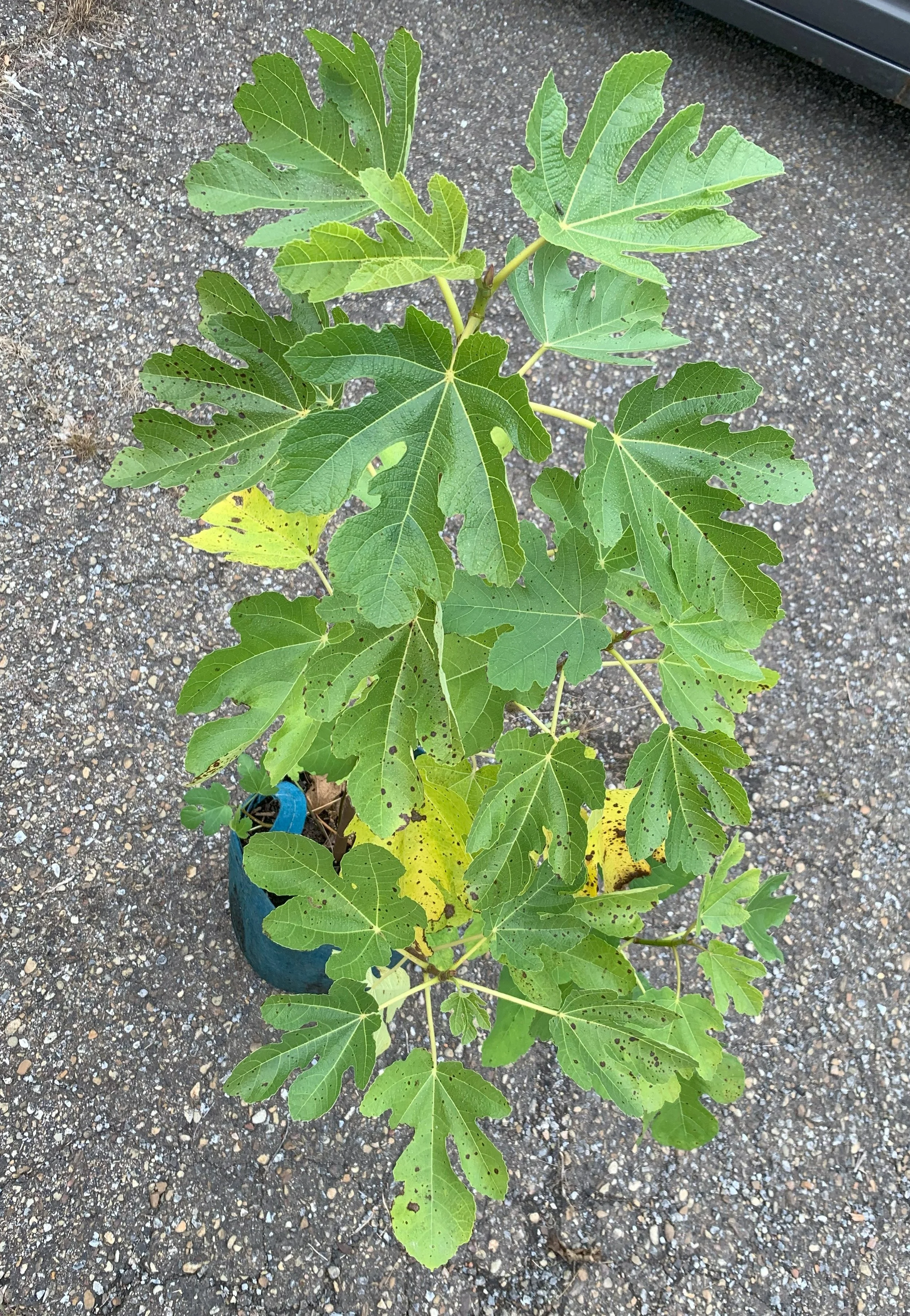 IMG_3368 cropped.jpg