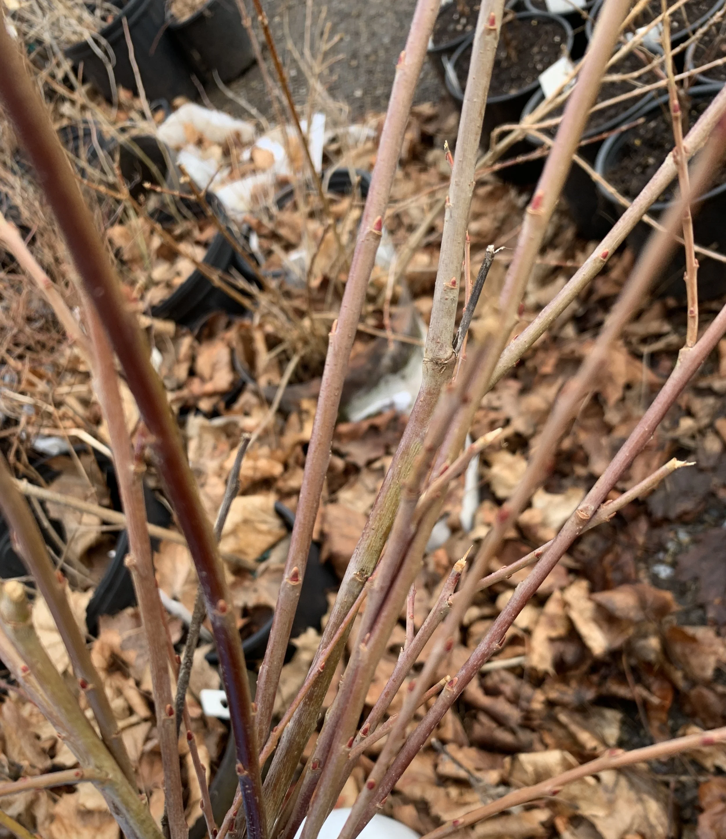 IMG_3191 cropped.JPG