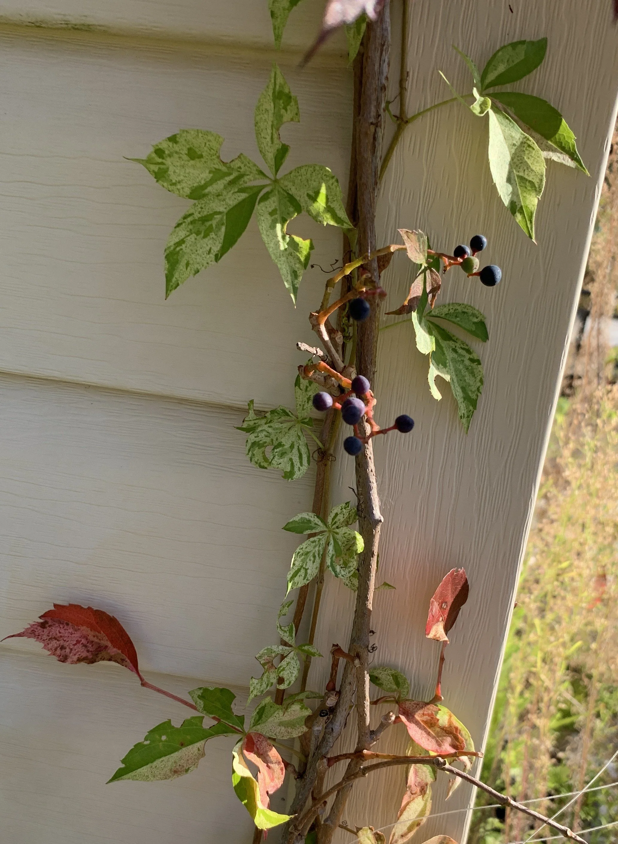 IMG_7824 cropped.JPG