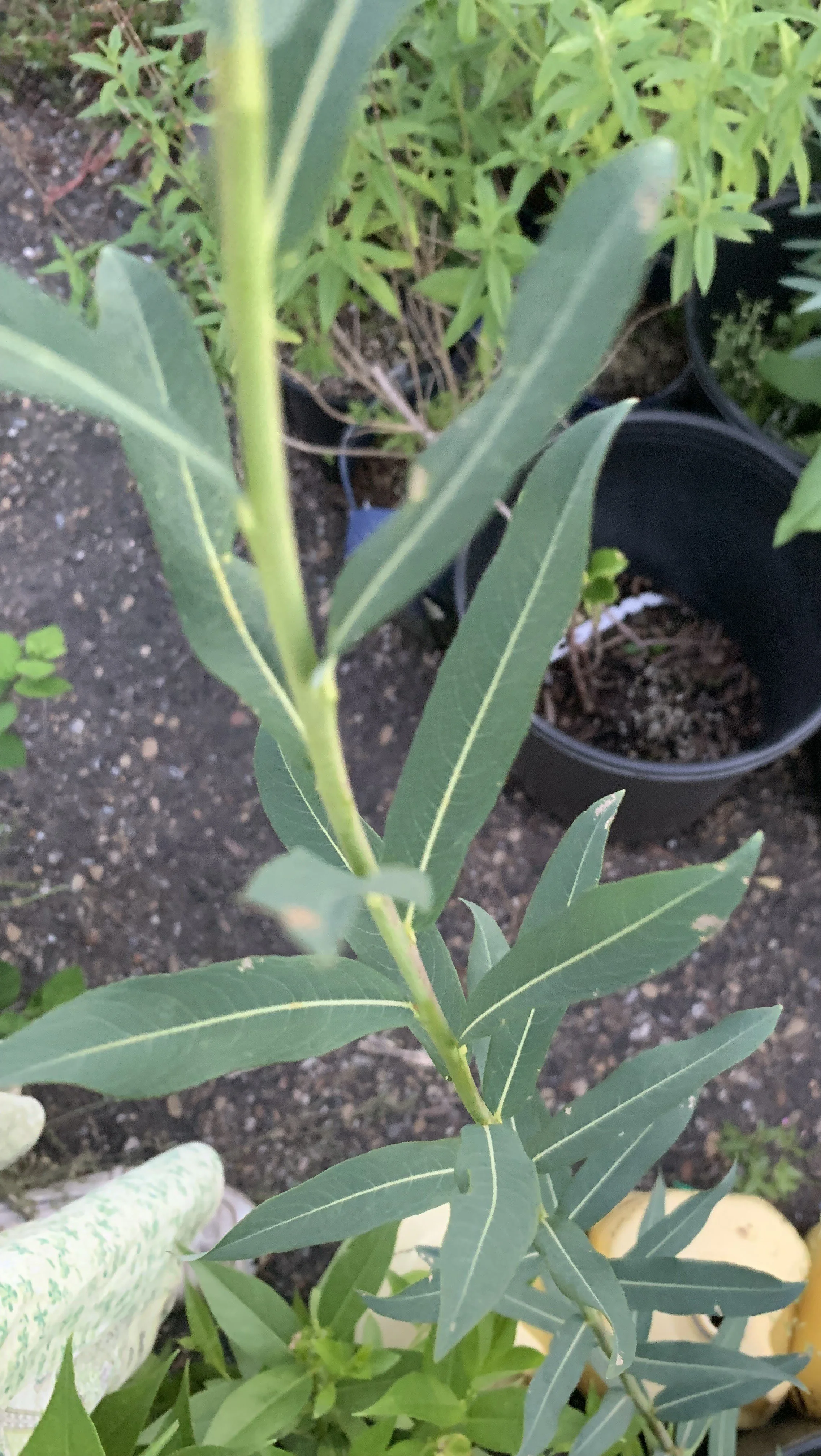 IMG_4979 cropped.JPG