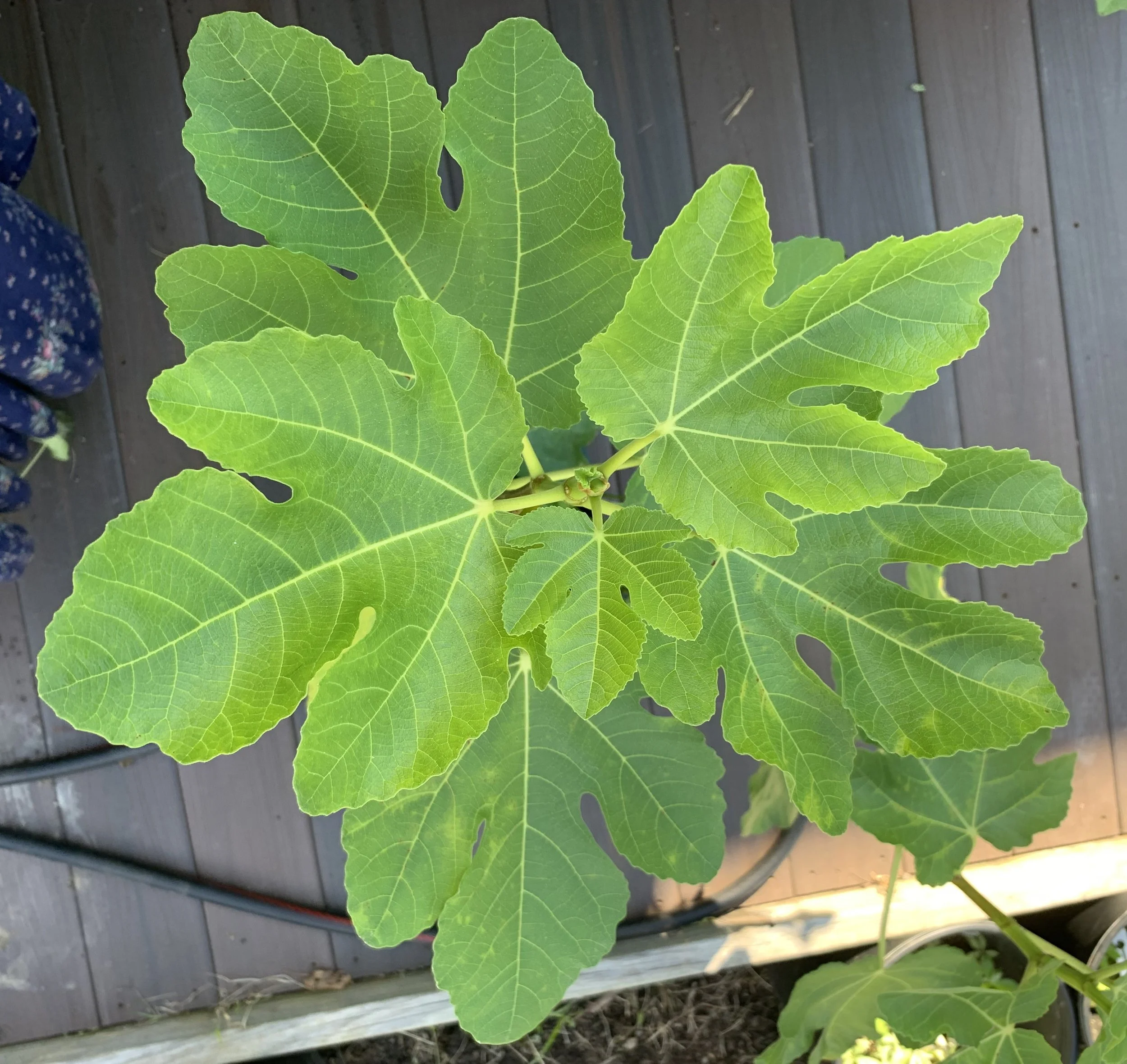 IMG_5706 cropped.JPG