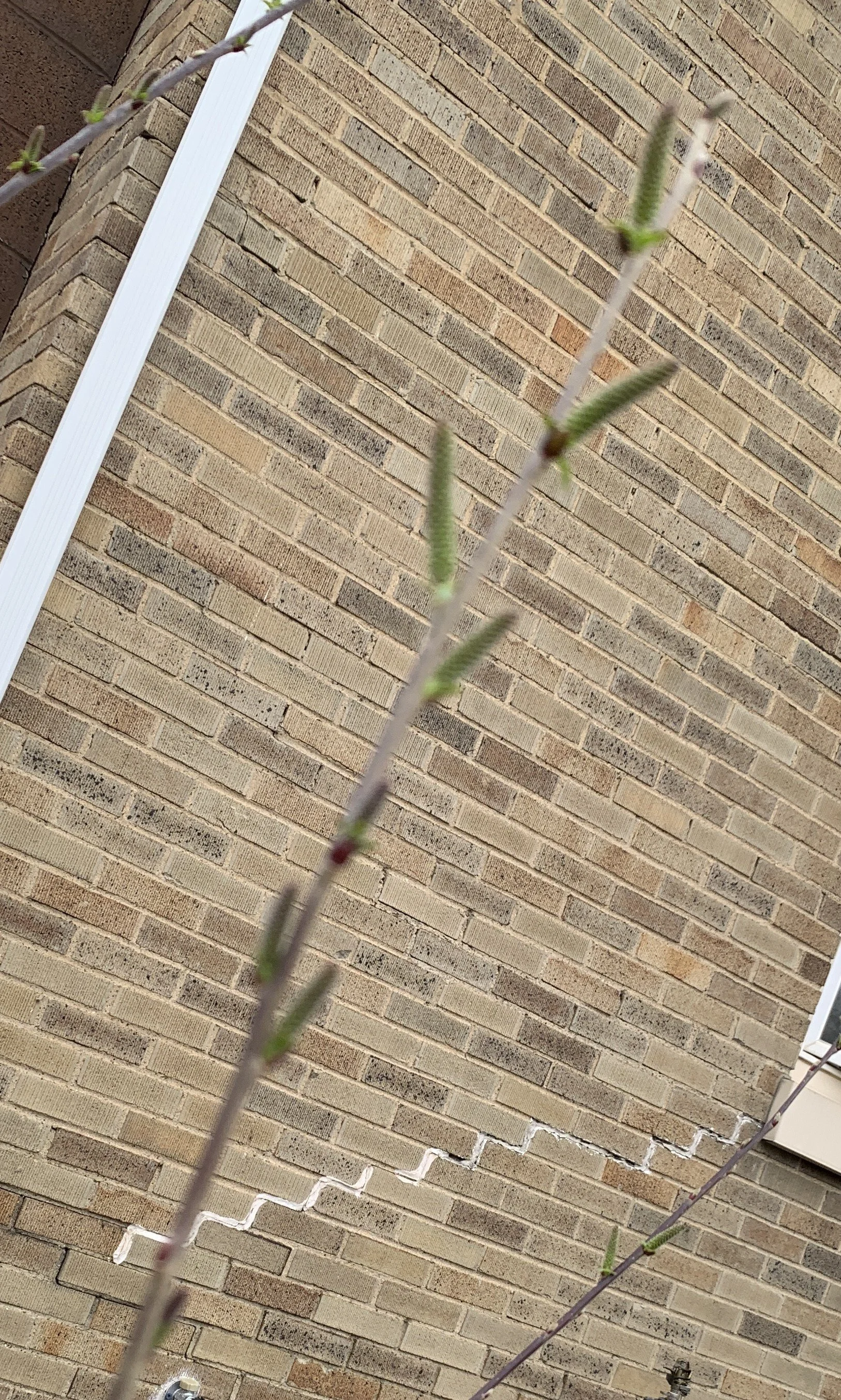 IMG_3636 cropped.JPG