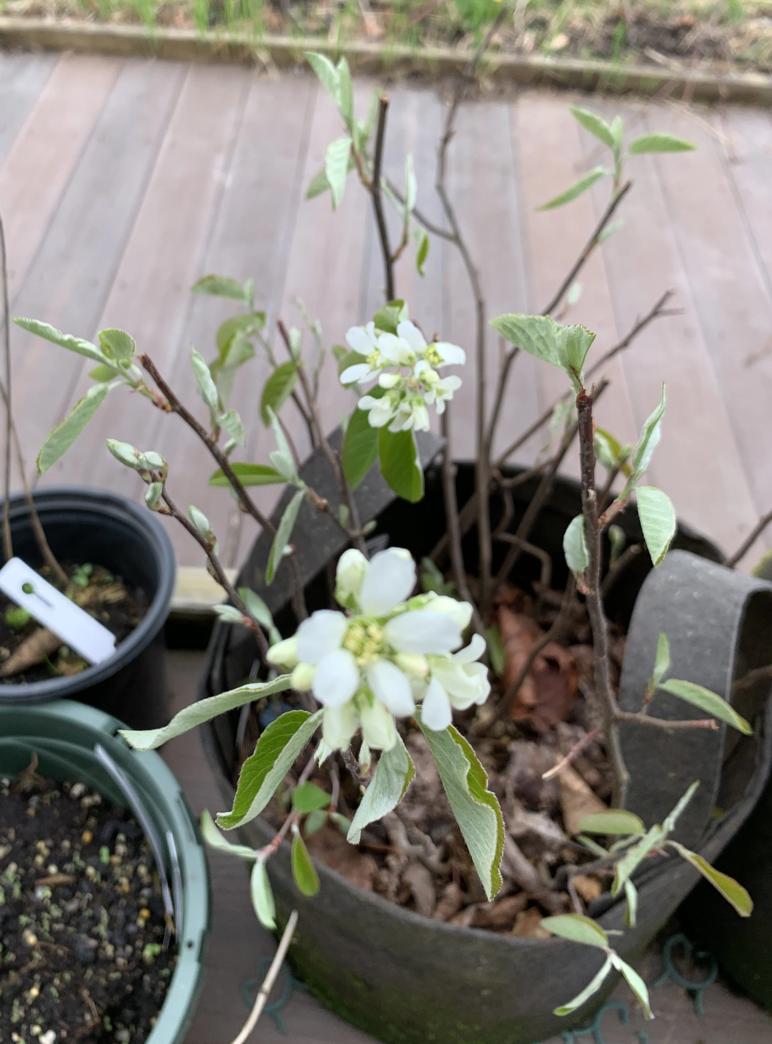 IMG_4282 cropped.JPG