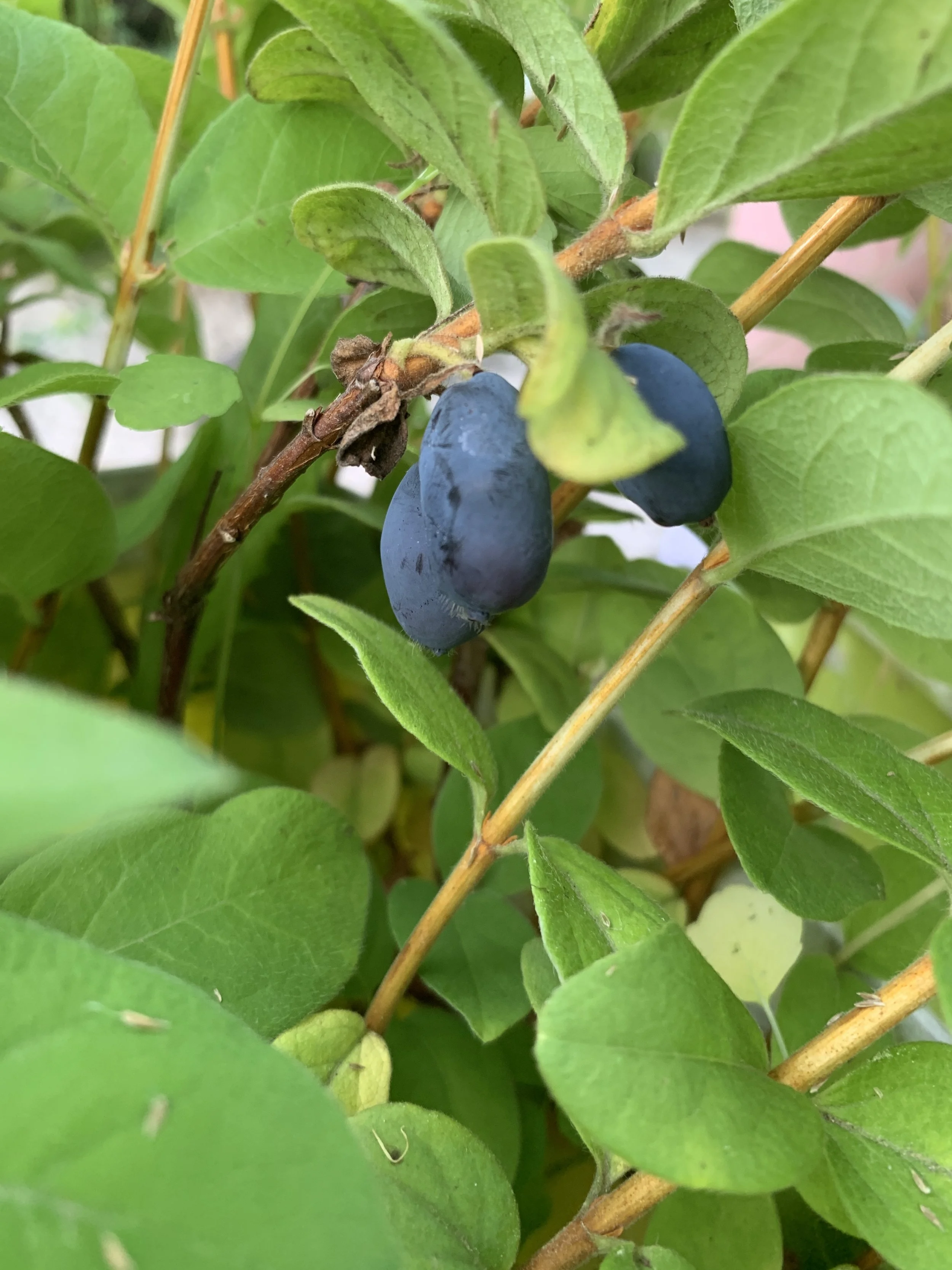 Lonicera caerulea 'Blue Sea' - Very Late Honeyberry