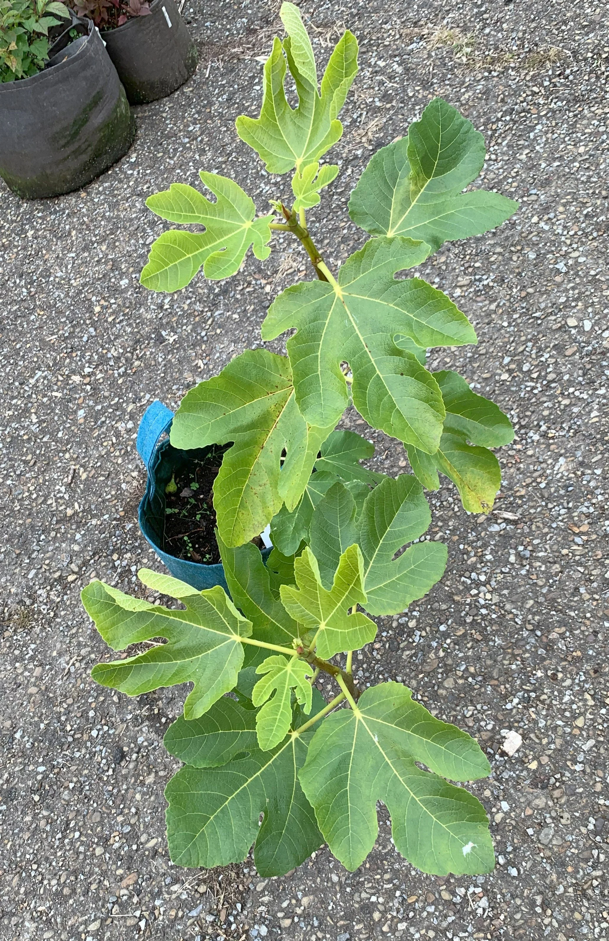 IMG_3323 cropped.jpg