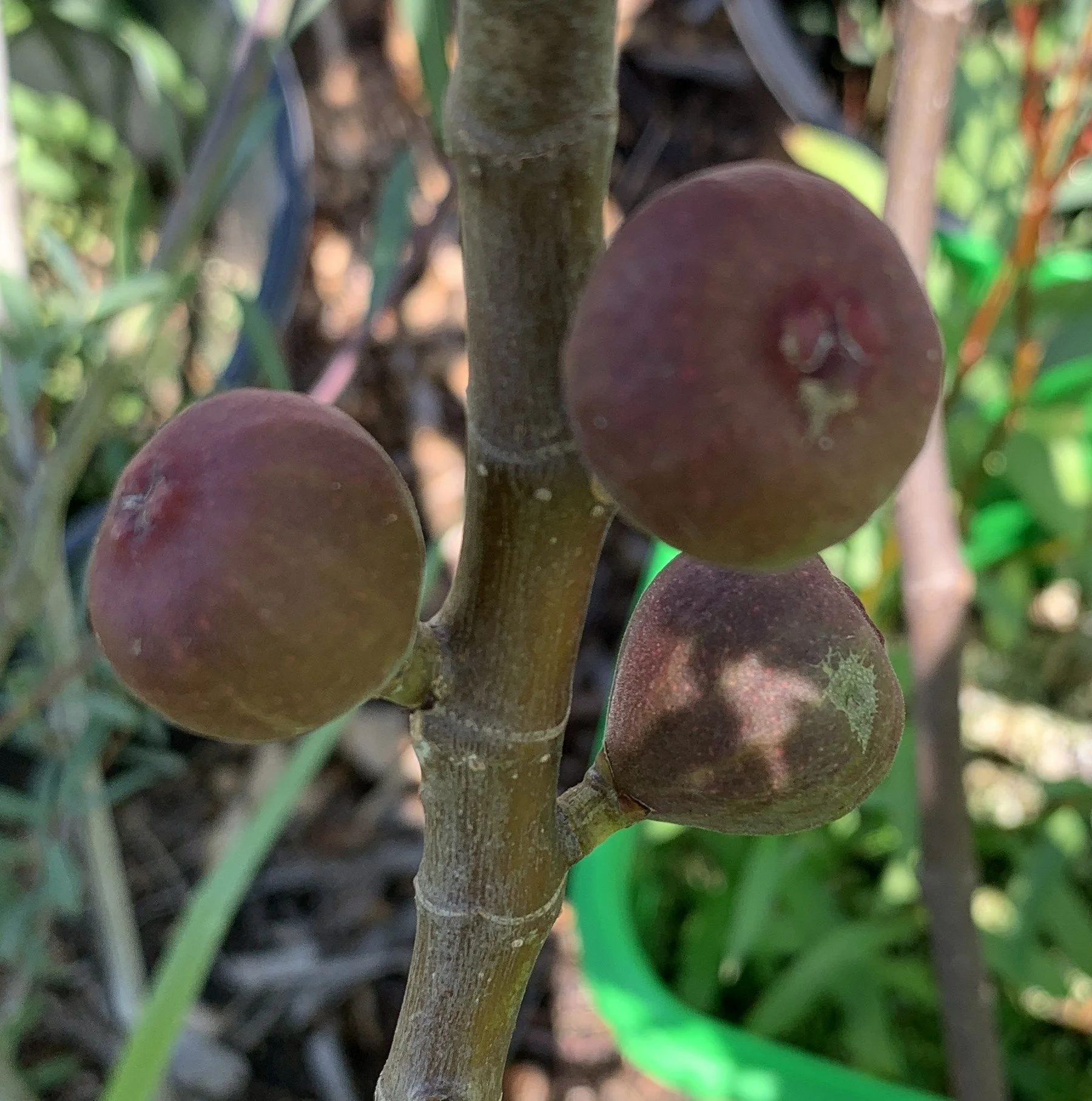 Negronne fruit on stem.JPG