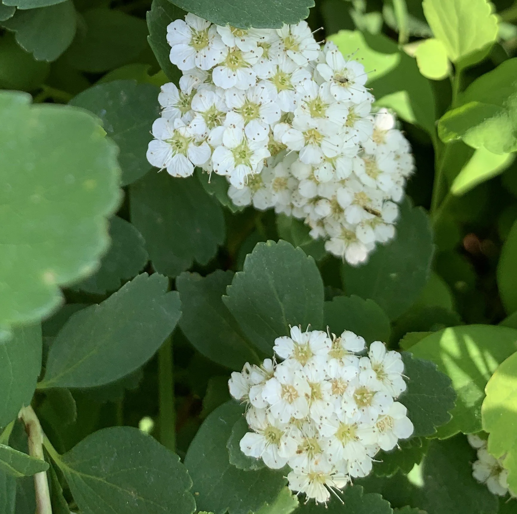 IMG_6816 cropped.JPG