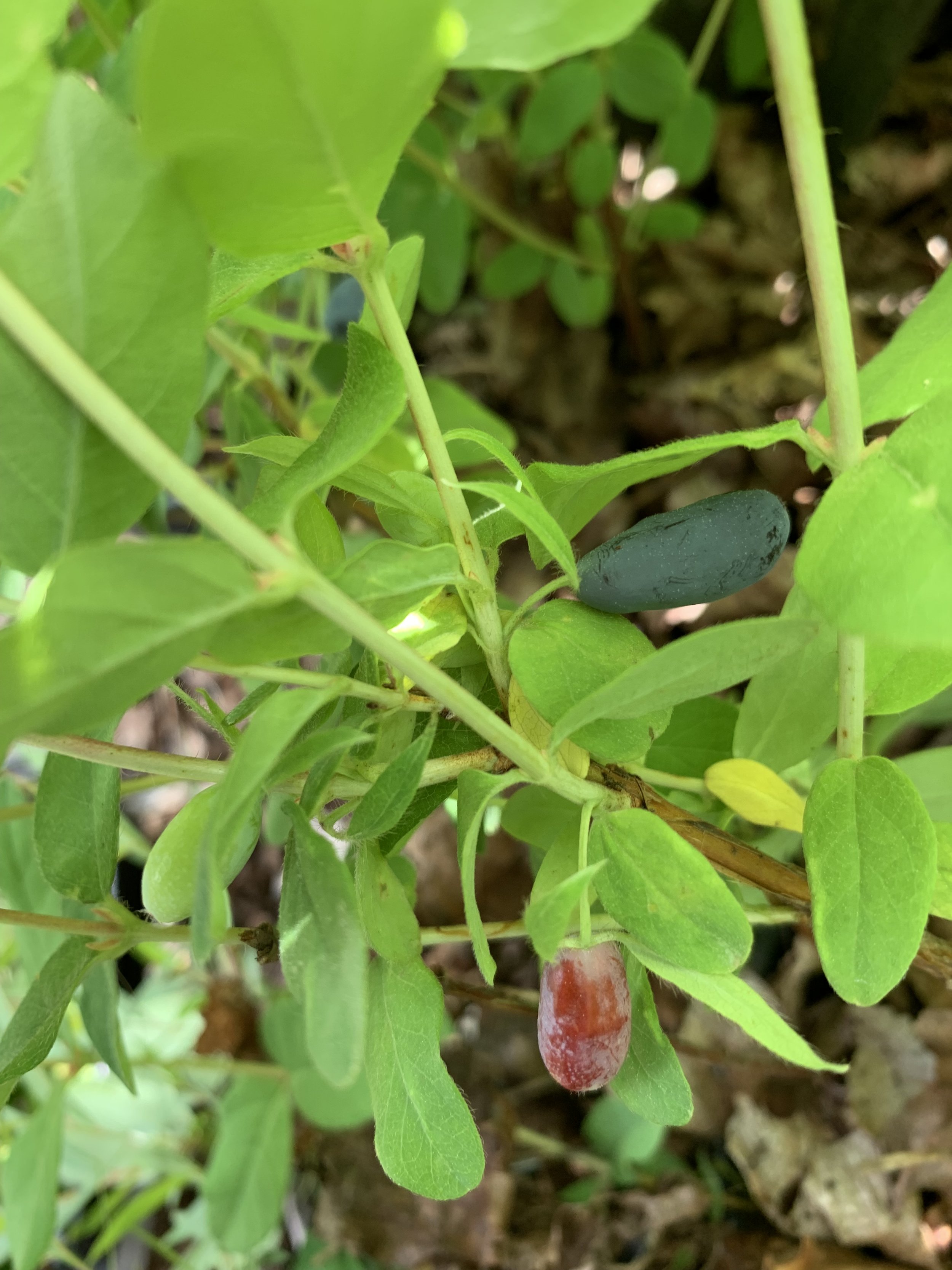 Lonicera caerulea 'Indigo Yum' - Early Honeyberry