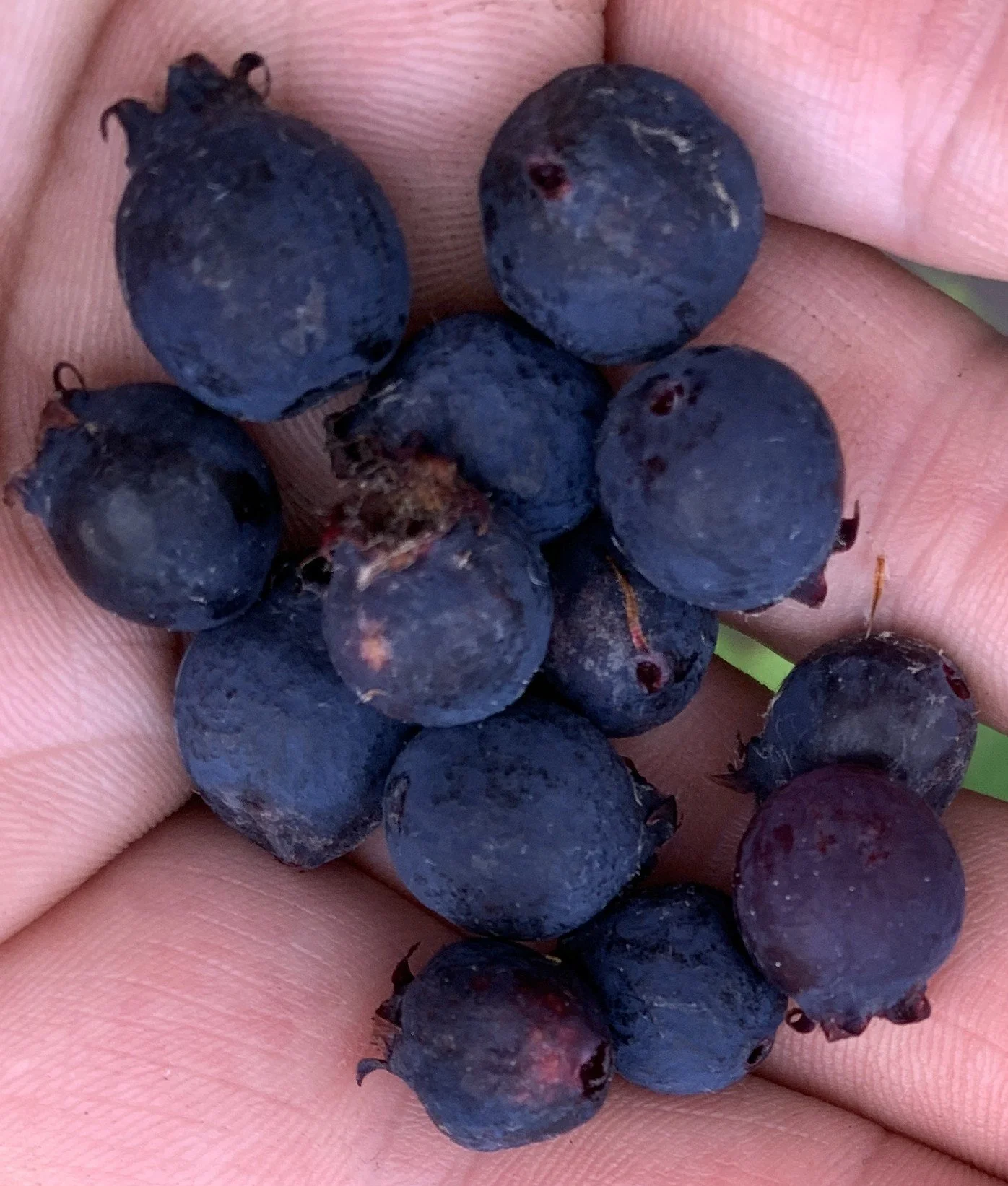 IMG_6016 cropped.JPG