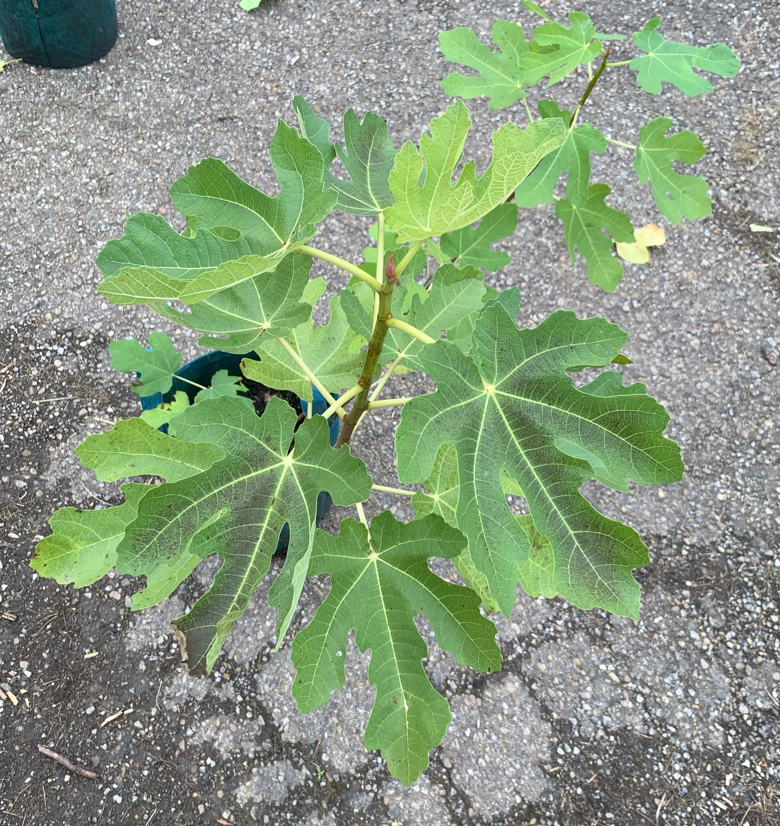 IMG_3356 cropped.jpg